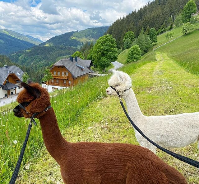 Sch&ouml;nen Sonntagabend w&uuml;nschen euch Ecuator und Clarence! #alpakas #alpakawanderung #biobauernhof #urlaubambauernhof #urlaubin&ouml;sterreich #visitstyria #biobauernhofgrundlehnerhof