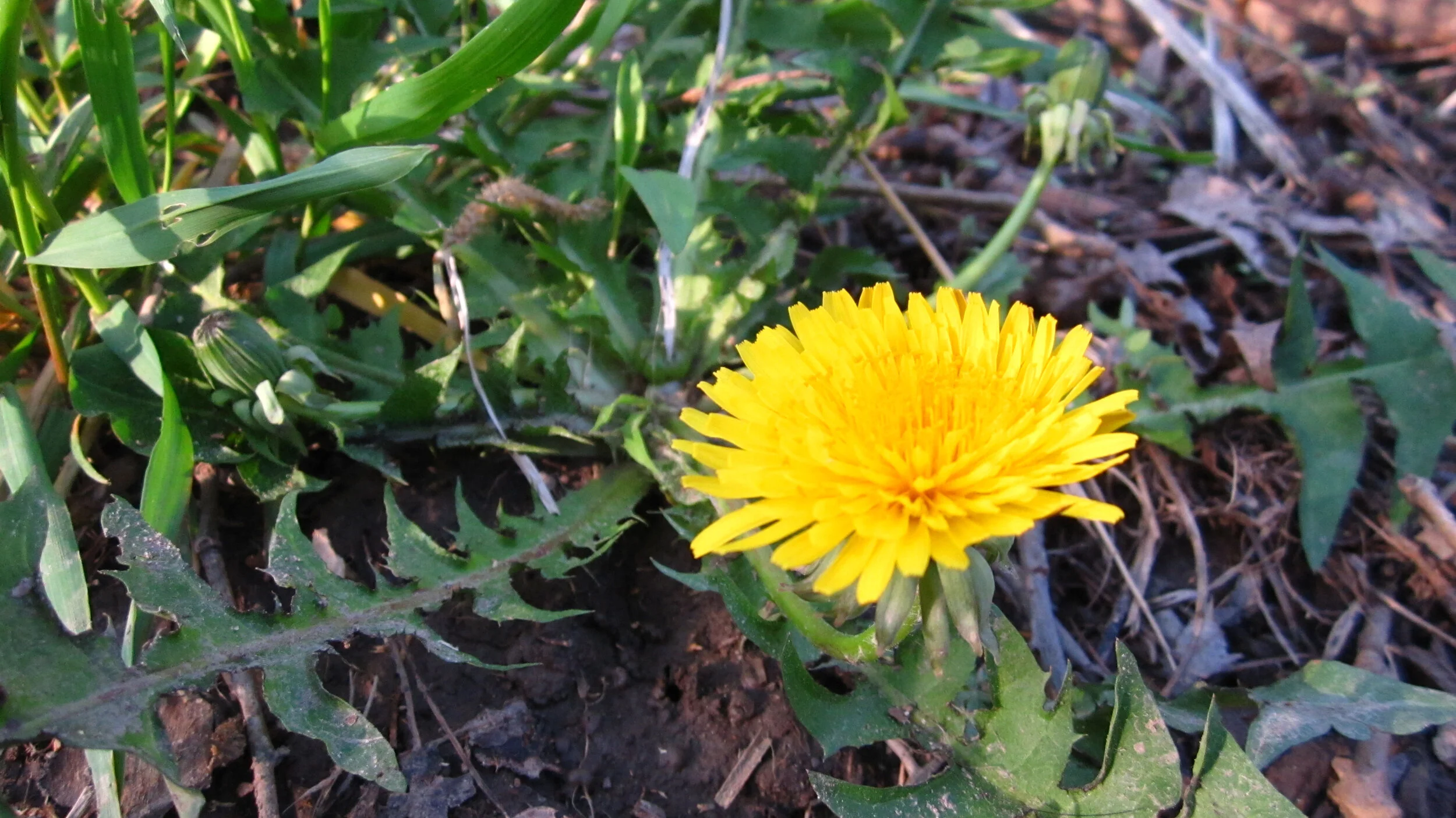 Dandelion (Taraxacum officinalis) a highly nutritious wild food and herb.