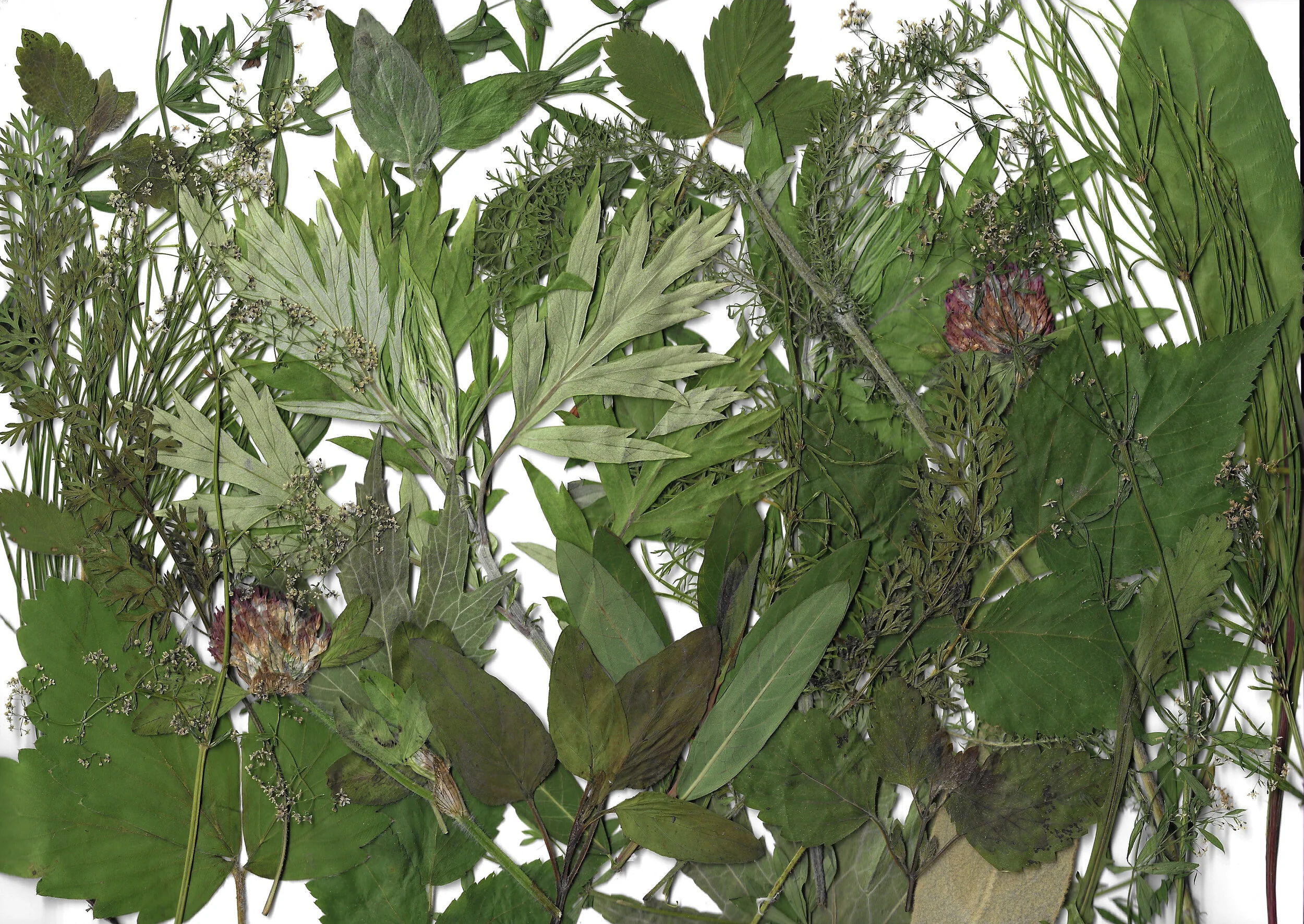 Botanical Art from Emma Percy