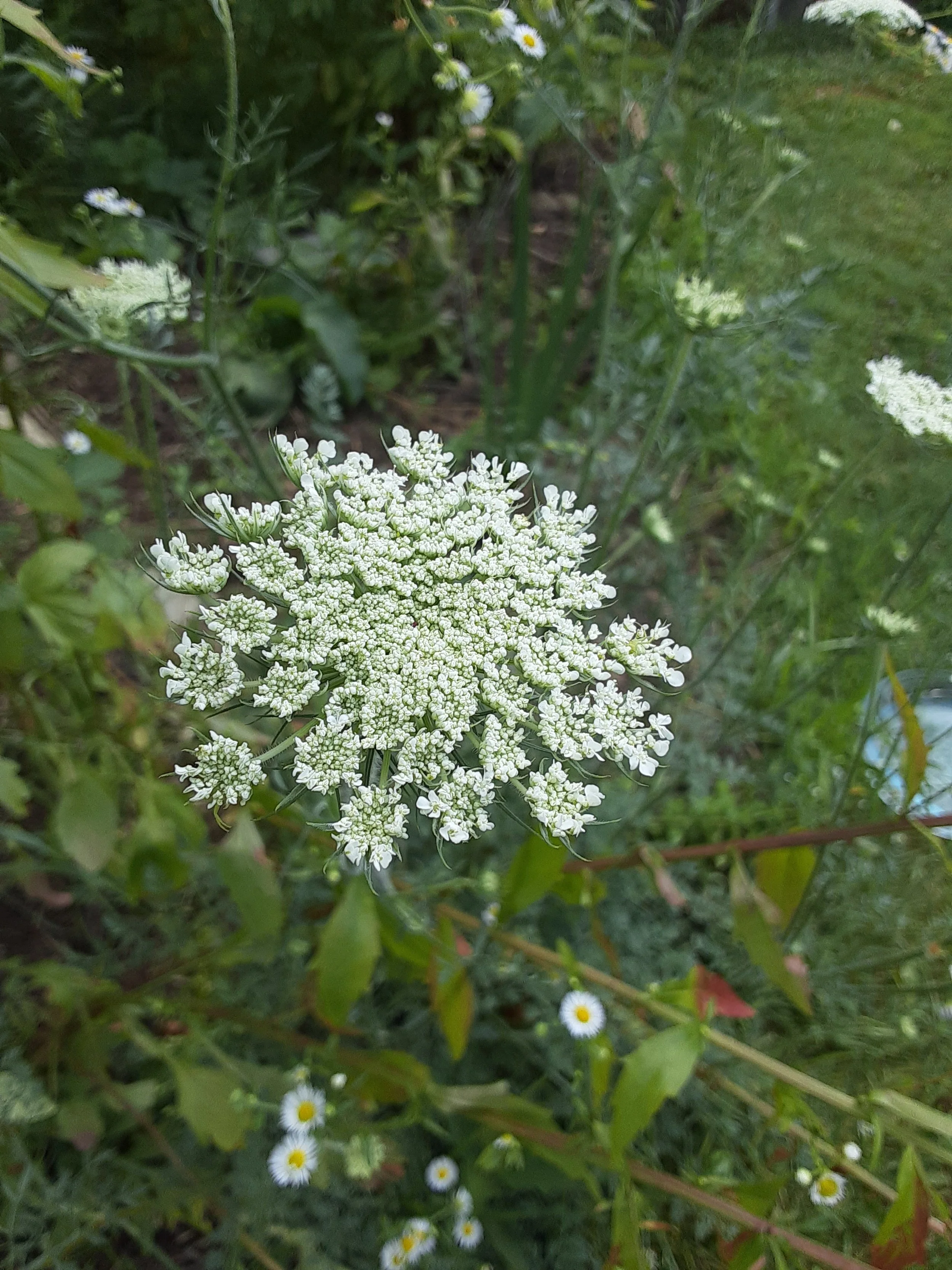 Celebrating a Heroic Plant Part: the Casparian Strip — A Nourishing Harvest