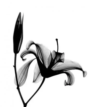 1XRAY%2BFLORAL3.jpg