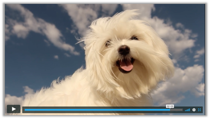 mars global petcare