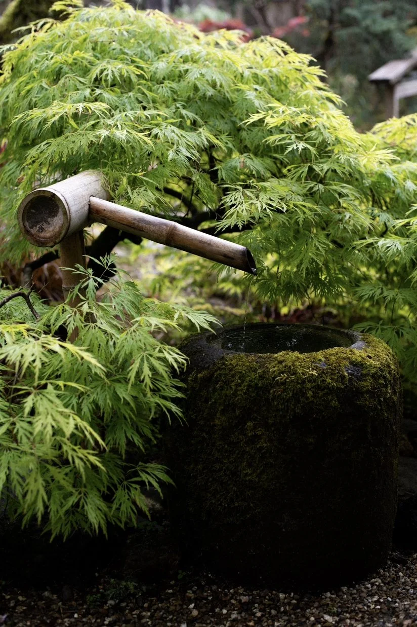 8 x 90 minute MBSR Mentoring 1:1 Live Container