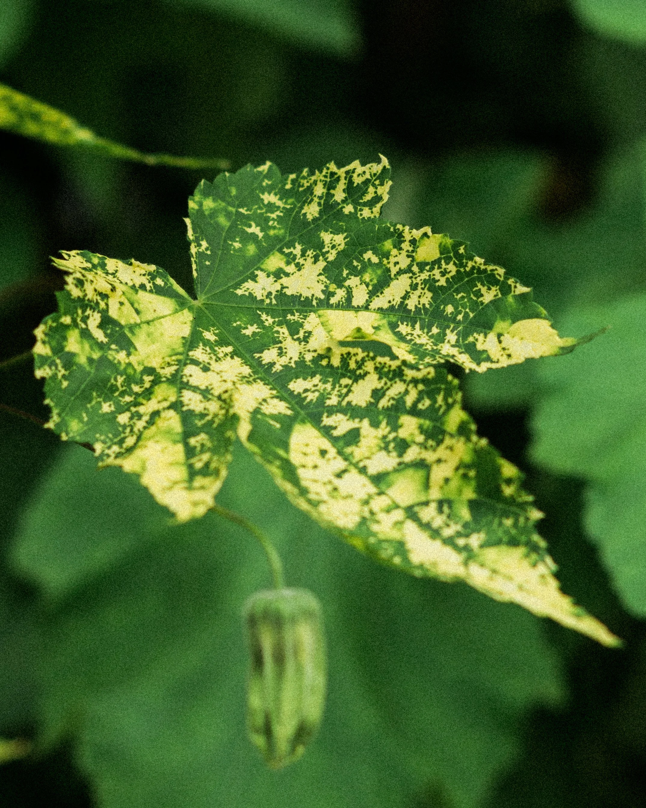 90 minute MBSR Mentoring 1:1 Live Session