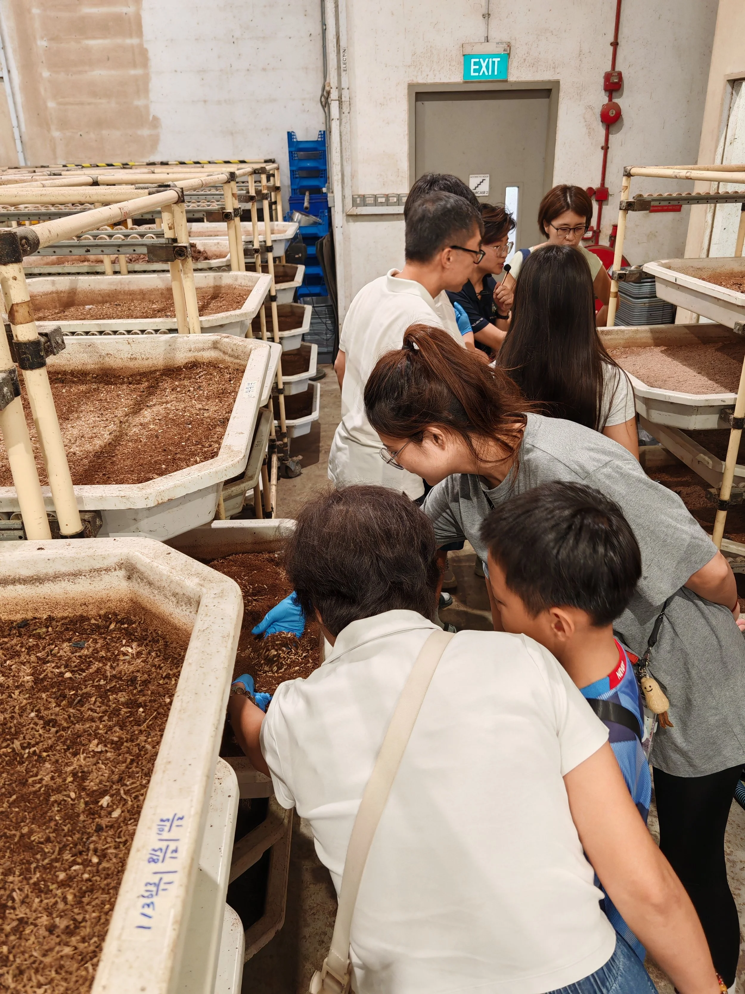 Ento Industries' Site Tour Participants Interacting with Live Black Soldier Fly Larvae