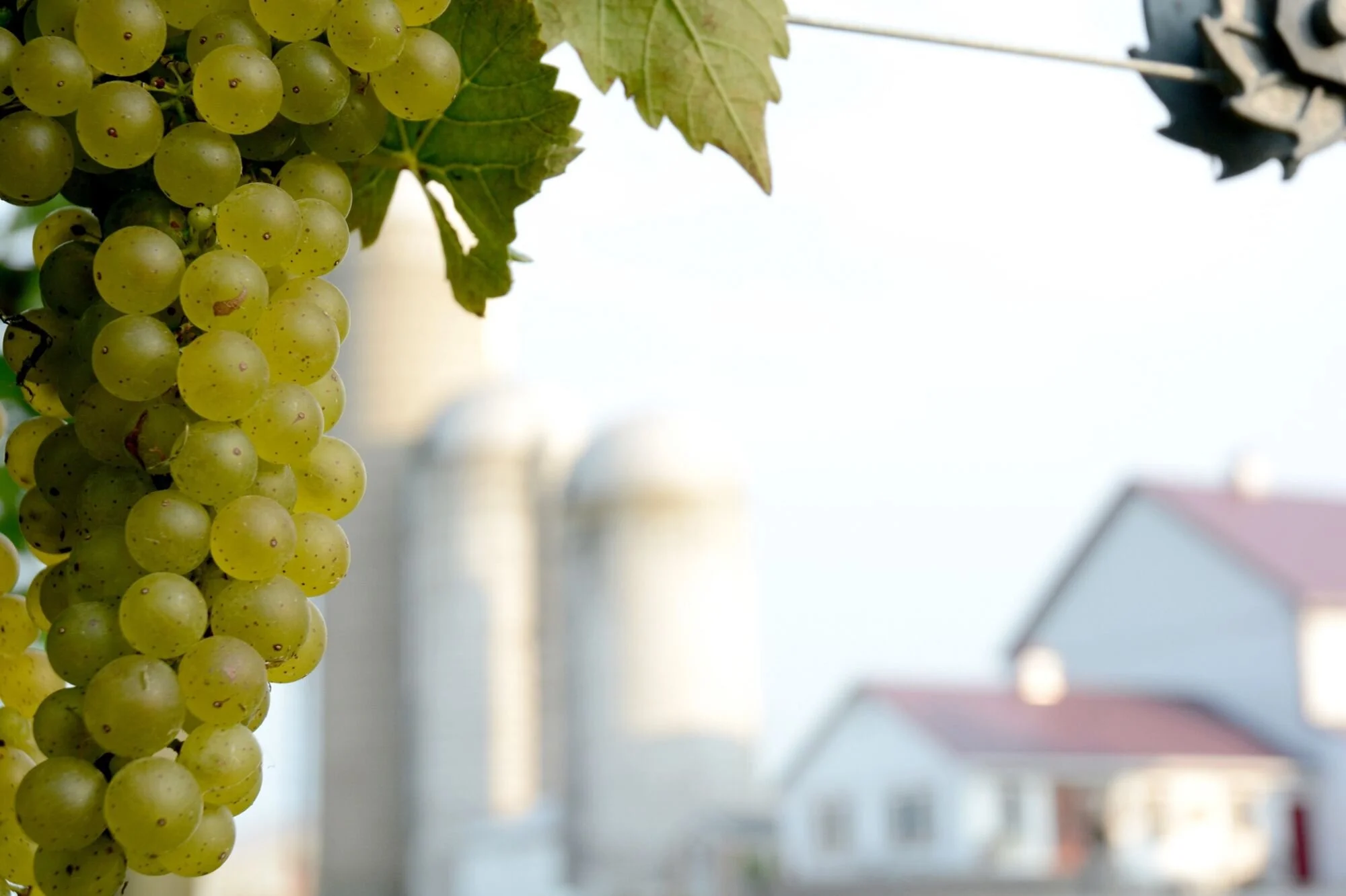 Crow Vineyard & Winery: Local Partners & Local Products