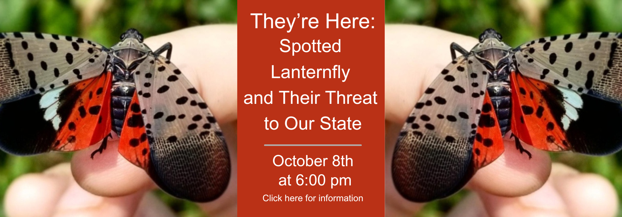 Lanternfly Banner.png