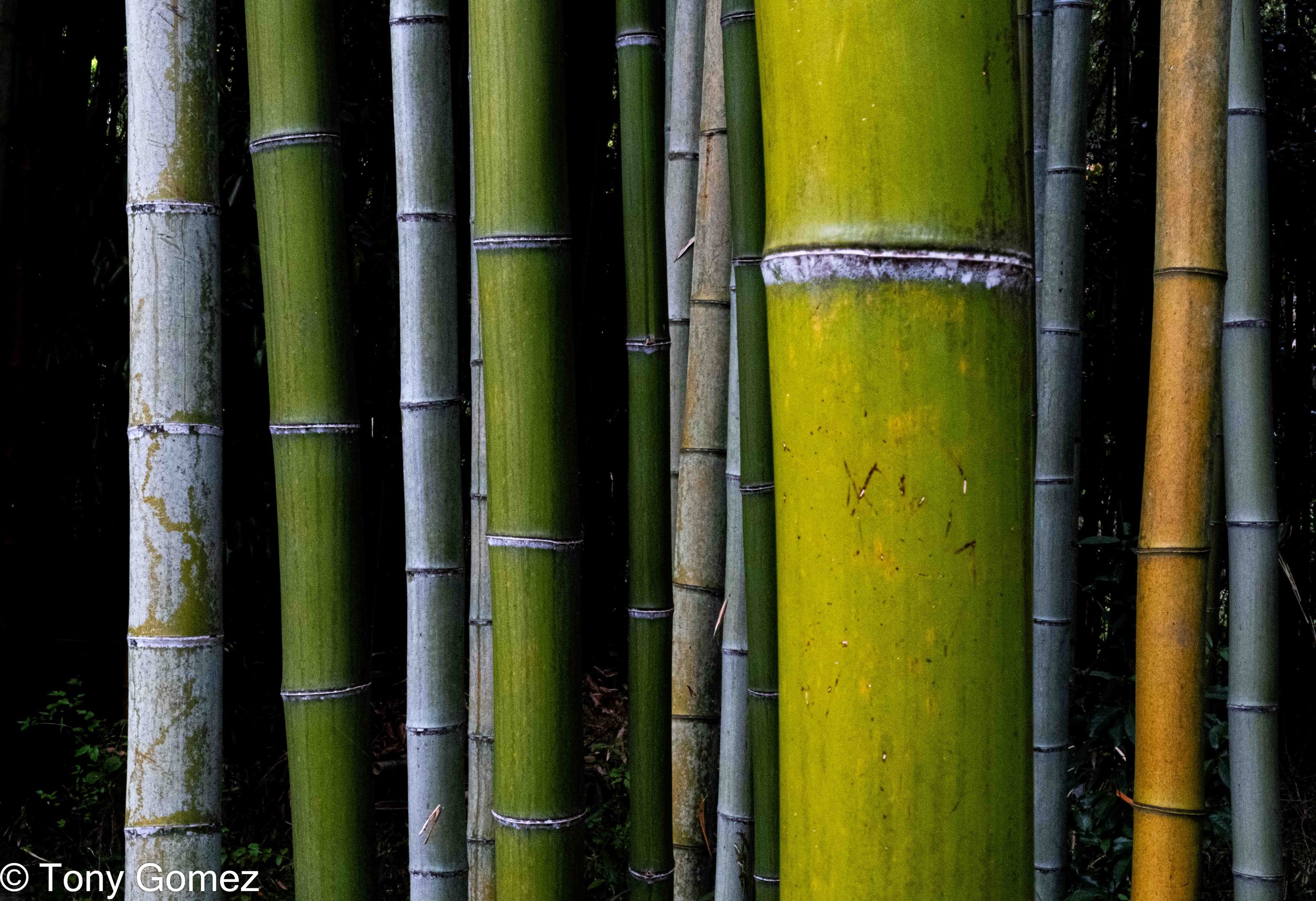 Bamboo at Sagano Grove - Japan - Phot 18x18 $300