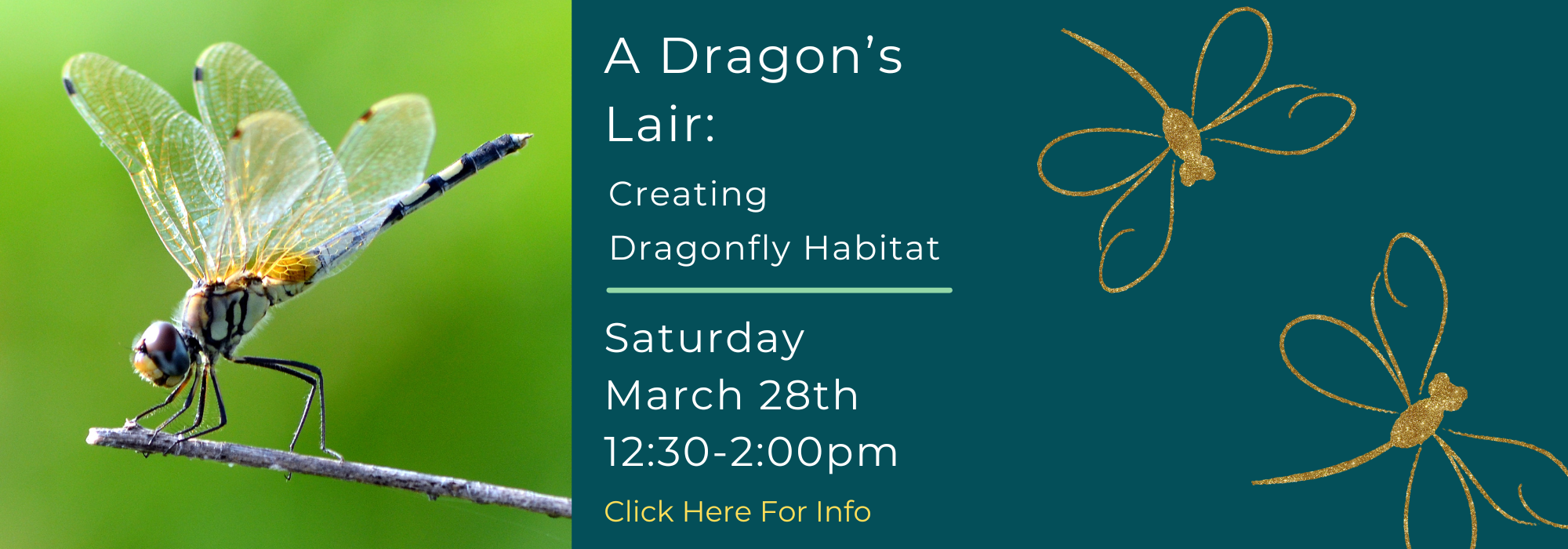 Dragonfly banner.png