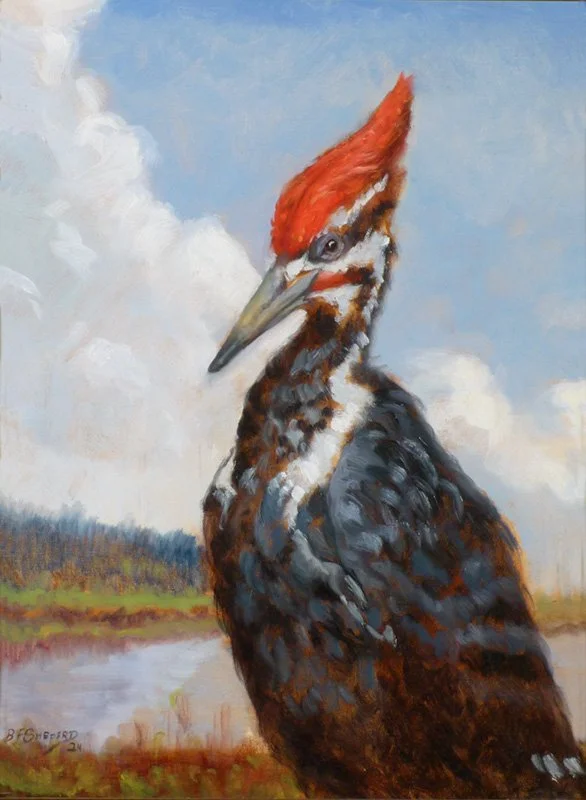 Pileated Woodpecker, 2024 - Canvas - 16x12  $750