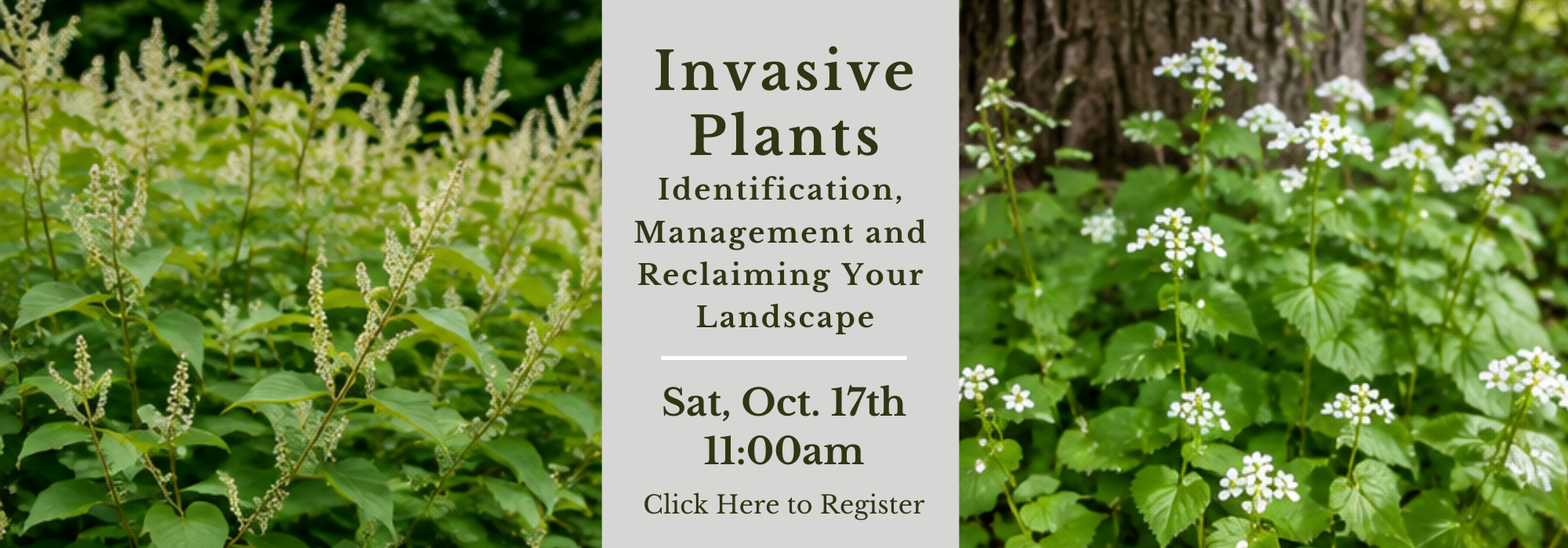 Invasive Plants banner (1).png