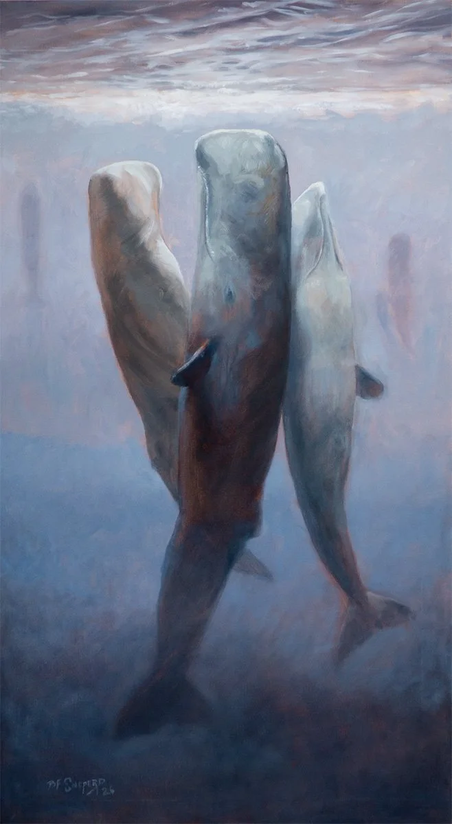 Sperm Whales Sleeping, 2026 - Linen - 36x20  $1500