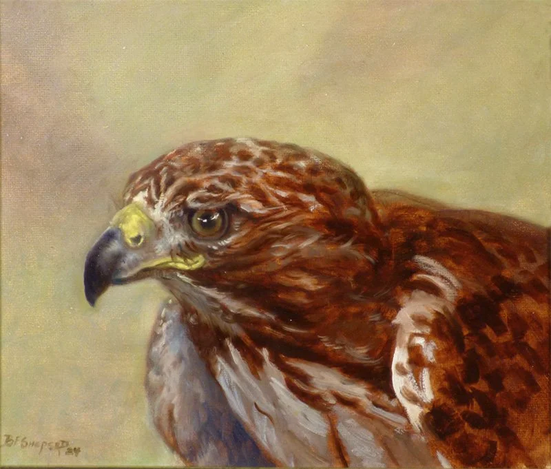 Redtail Hawk, 2024 - Panel - 12x14  $2000