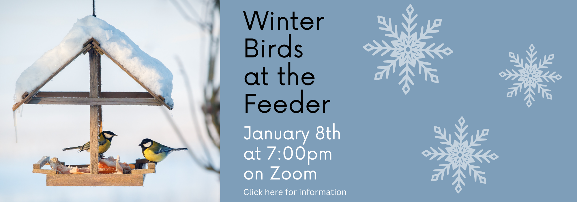 Winter Birds at the Feeder banner.png