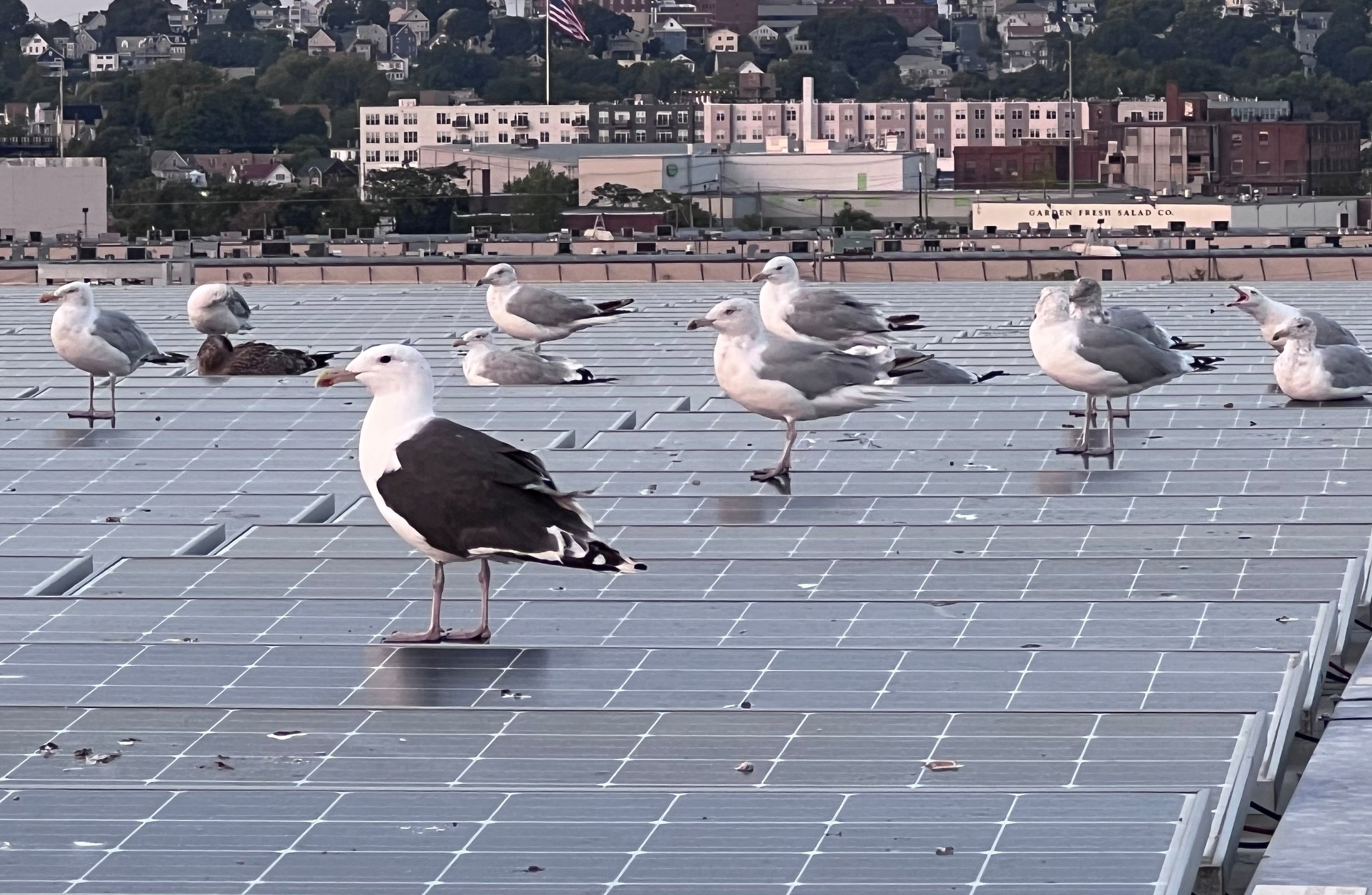 gulls on panels.jpg