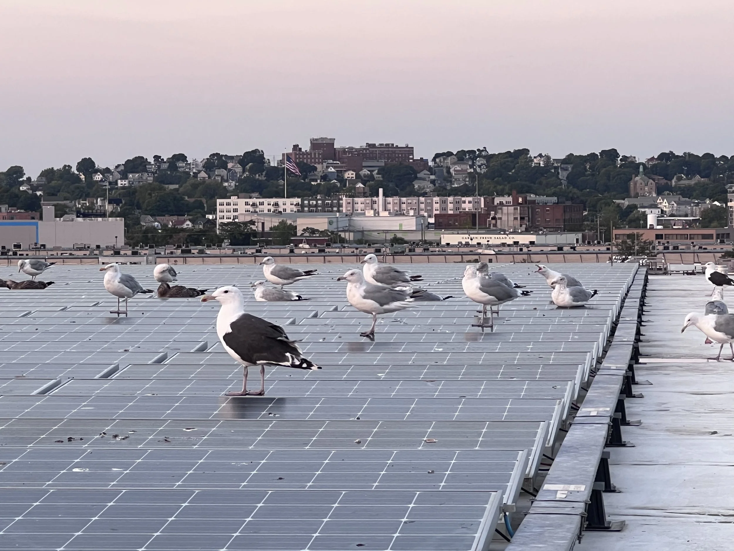 Seagulls and other birds perched on solar panels on a rooftop with a cityscape and hills in the background during sunset.