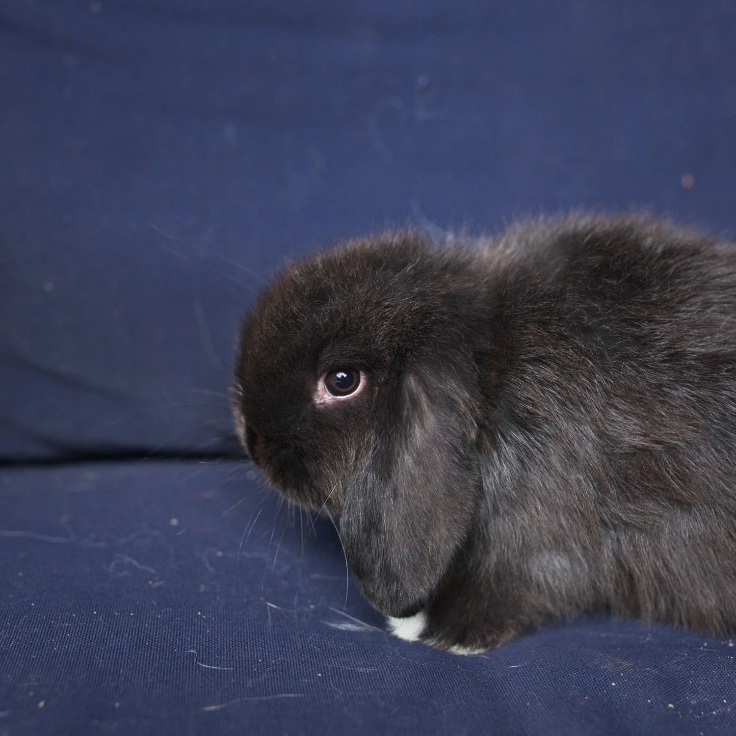 HOLLAND LOP RABBITS — Full Soul Farm l Michigan l Kunekune Pigs l ...