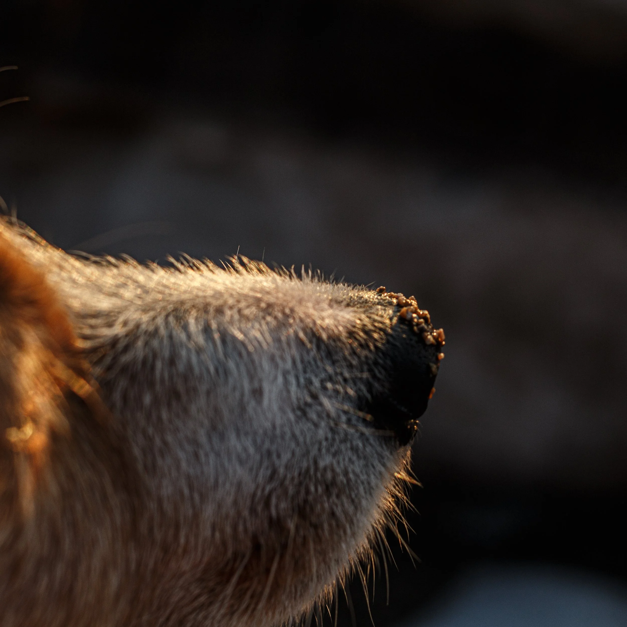 Siempre quise Ser mayor