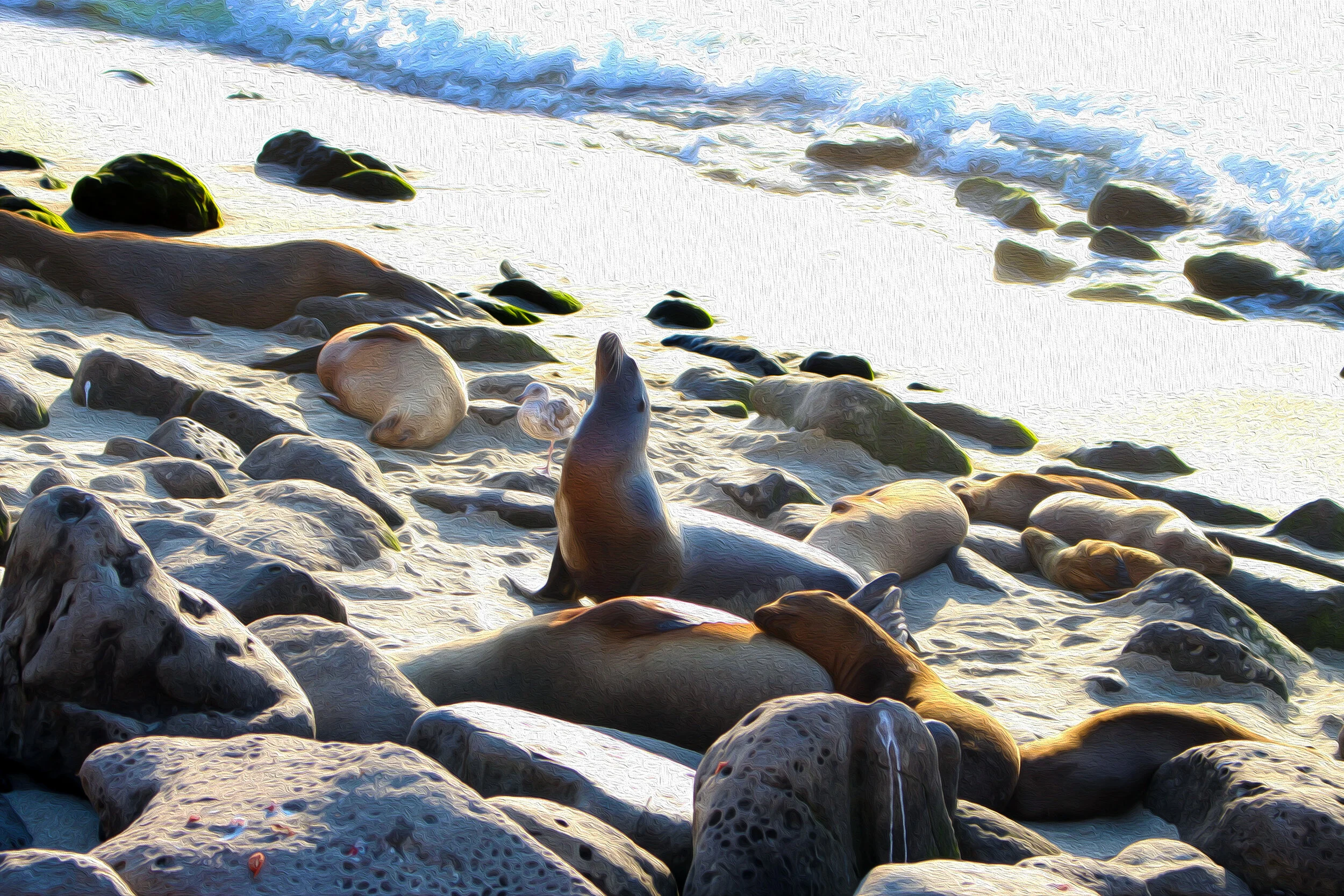 #sunset #lajolla #seals