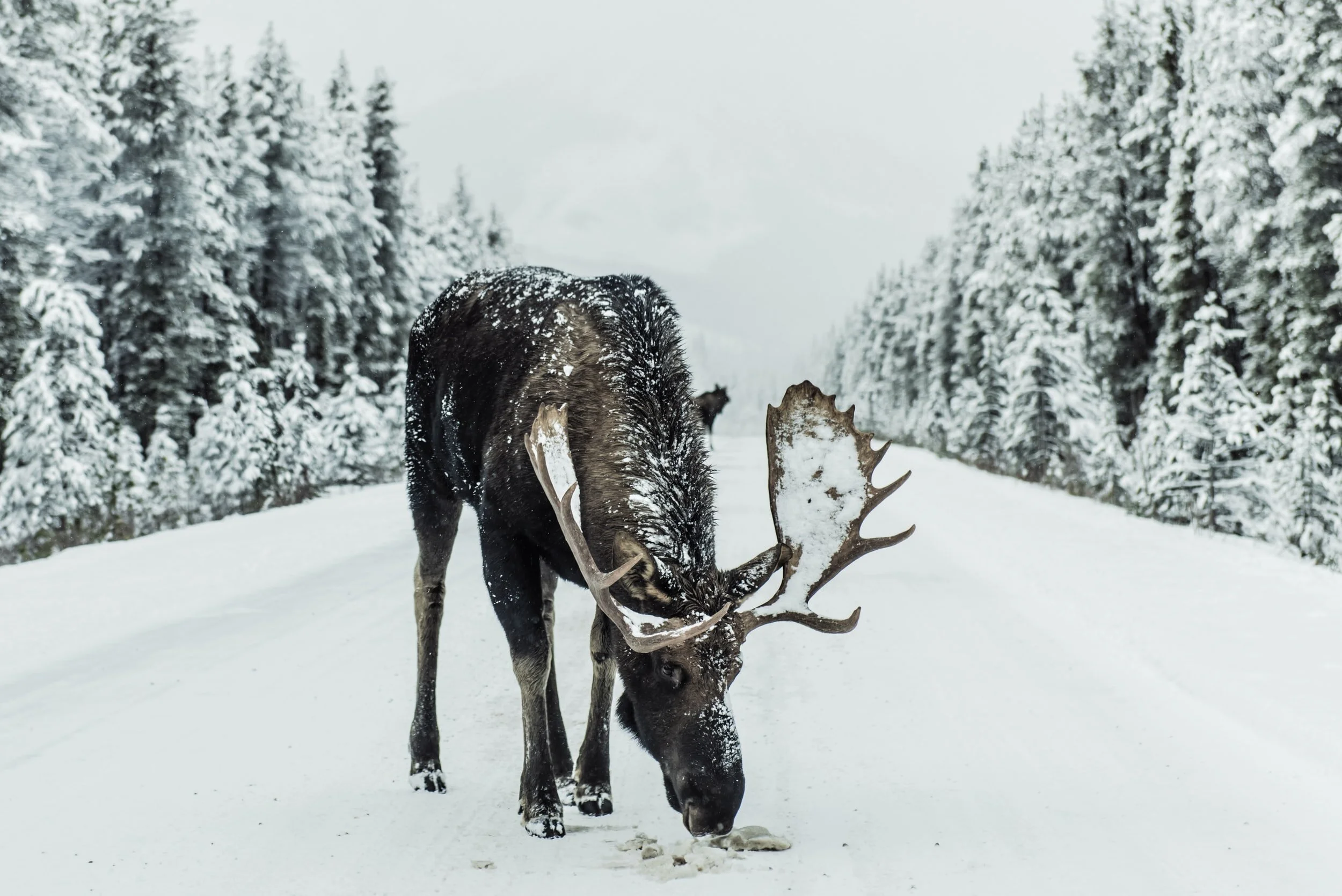 Roadkill Moose Fed Alaska Families for Years. Then Came COVID-19.