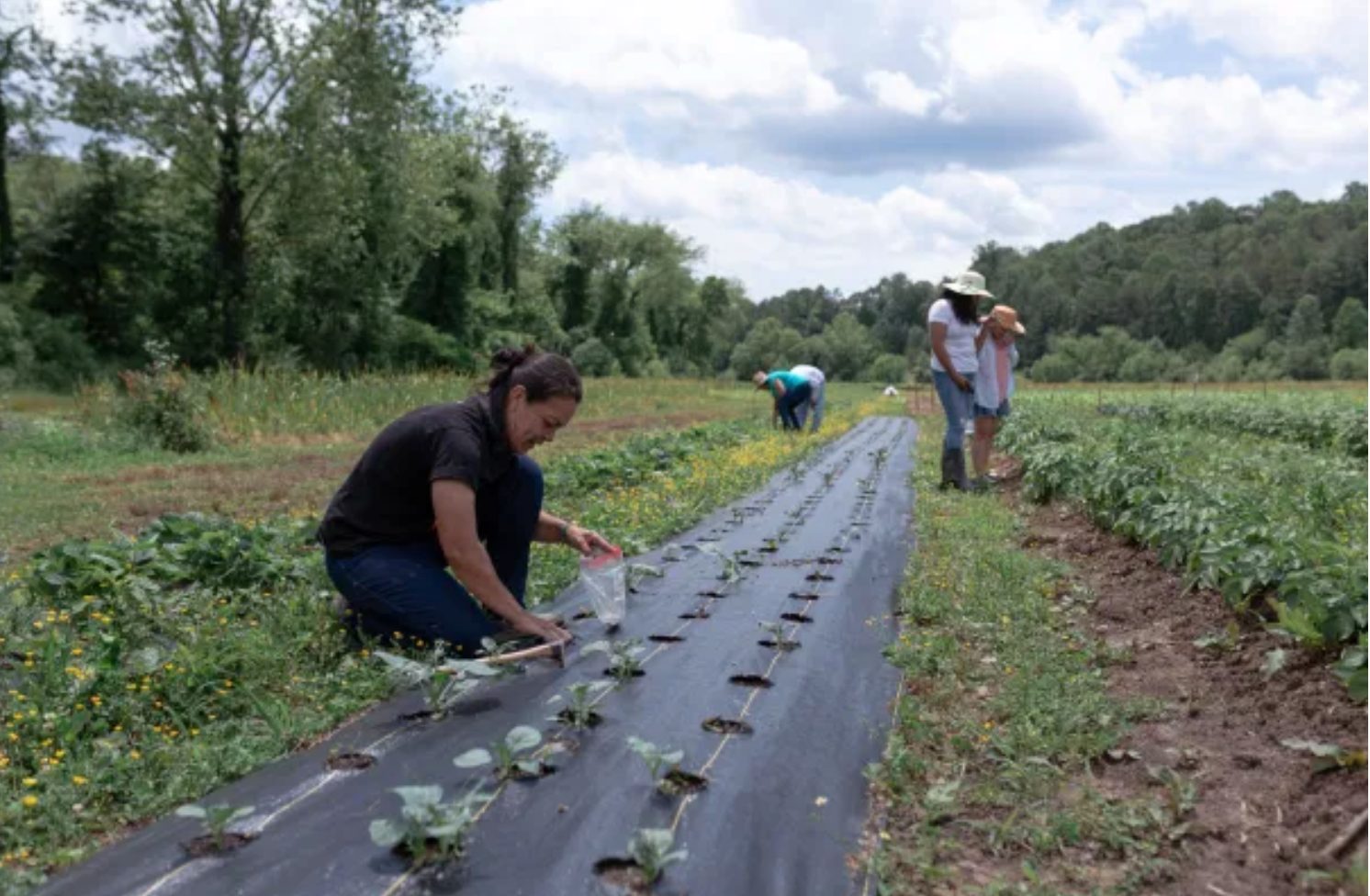 Farm cooperatives allow Latinos to grow and sell food on their own terms