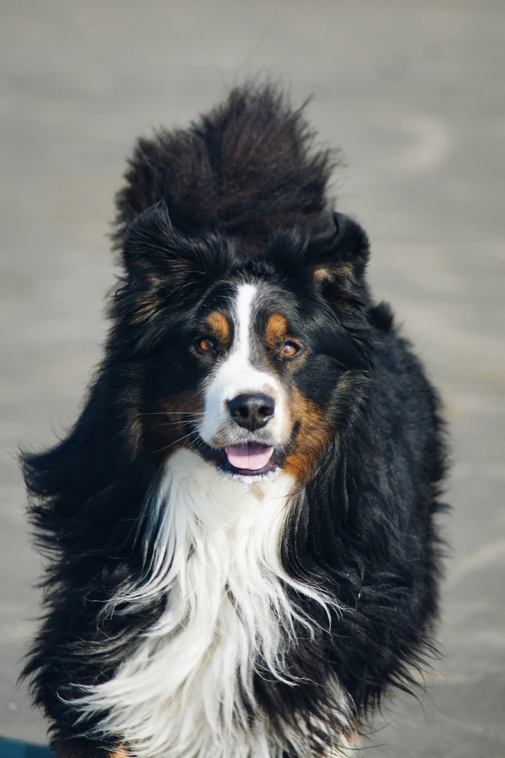 How search-and-rescue dogs find survivors