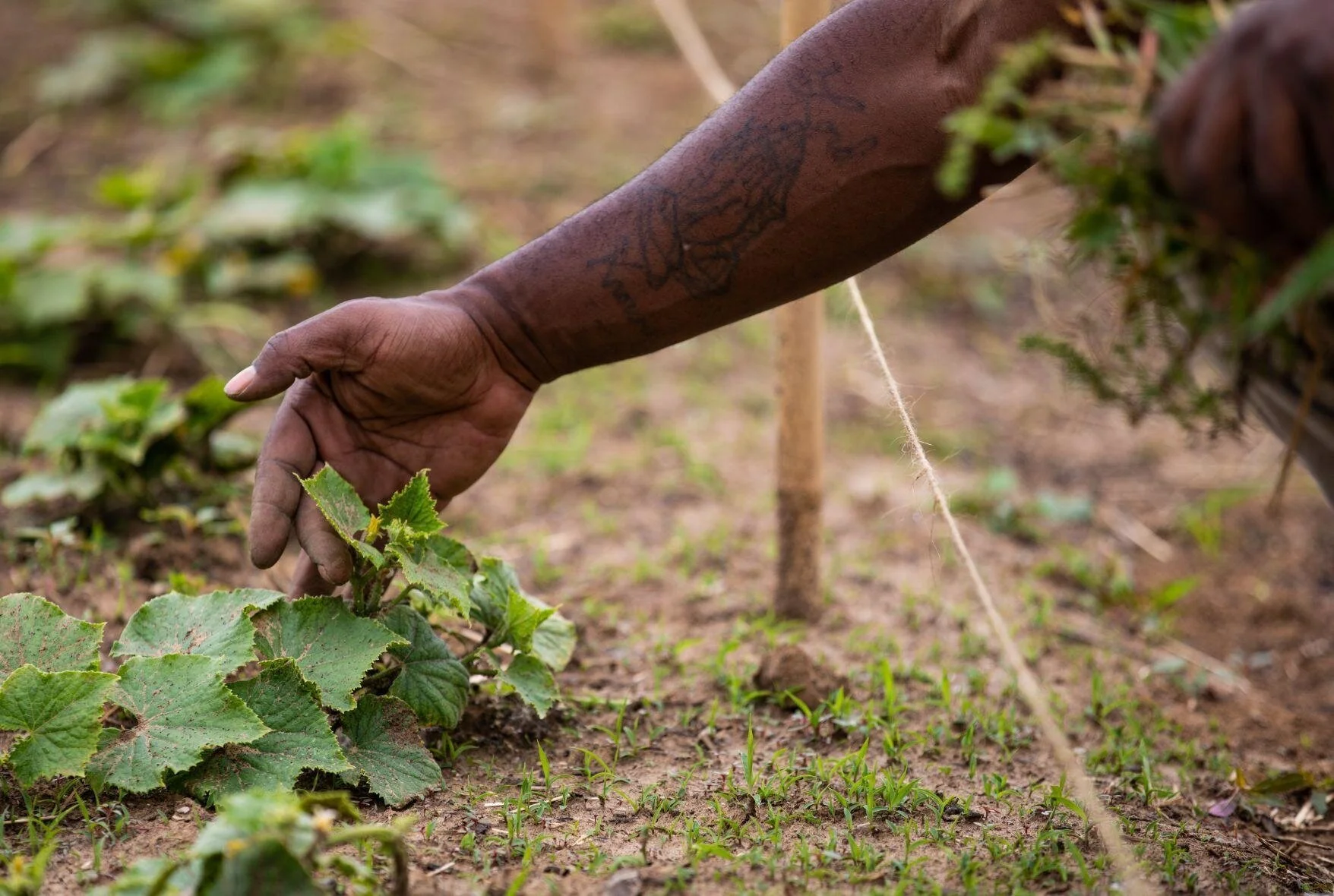 Tilling north St. Louis, planting for a healthier future