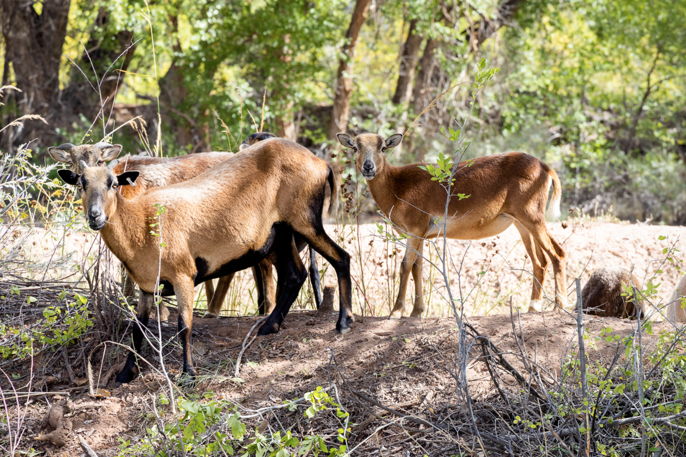 Pueblos in New Mexico turn to goats for fire management