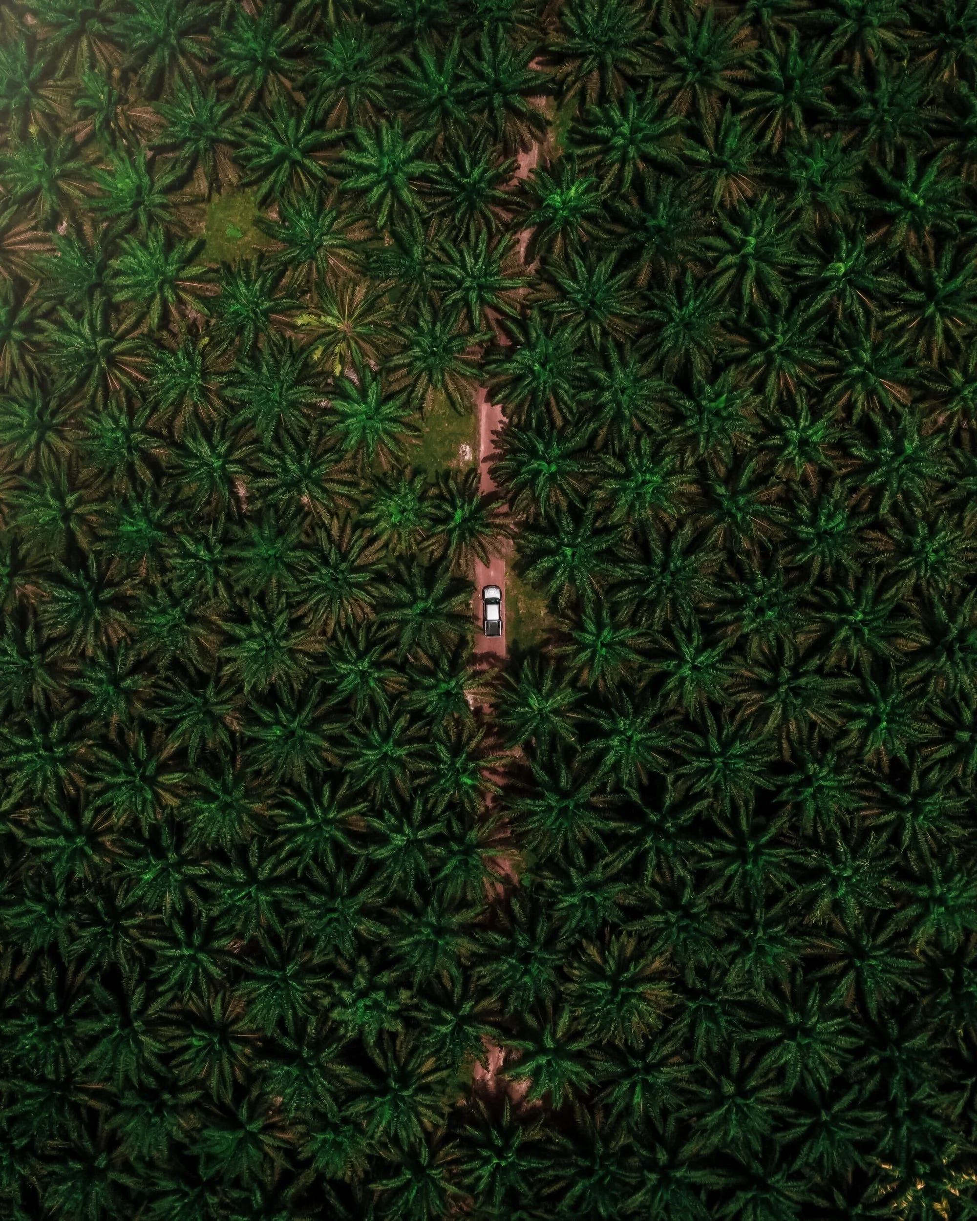 Palm Oil Is the Worst. Could This Replace It?