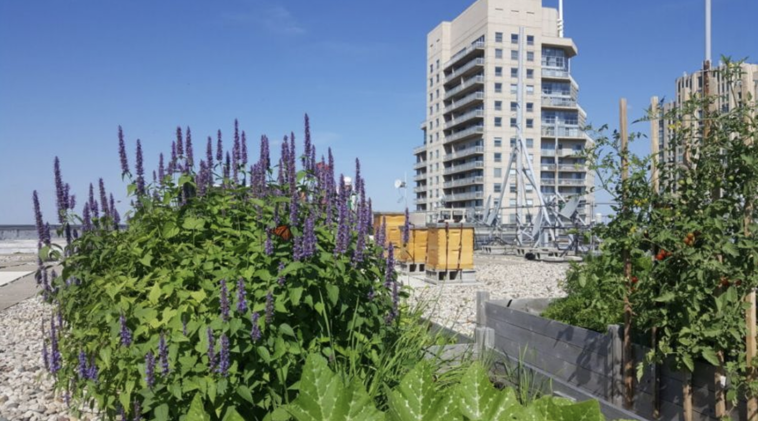 Why Bees Love to Snack in Boston