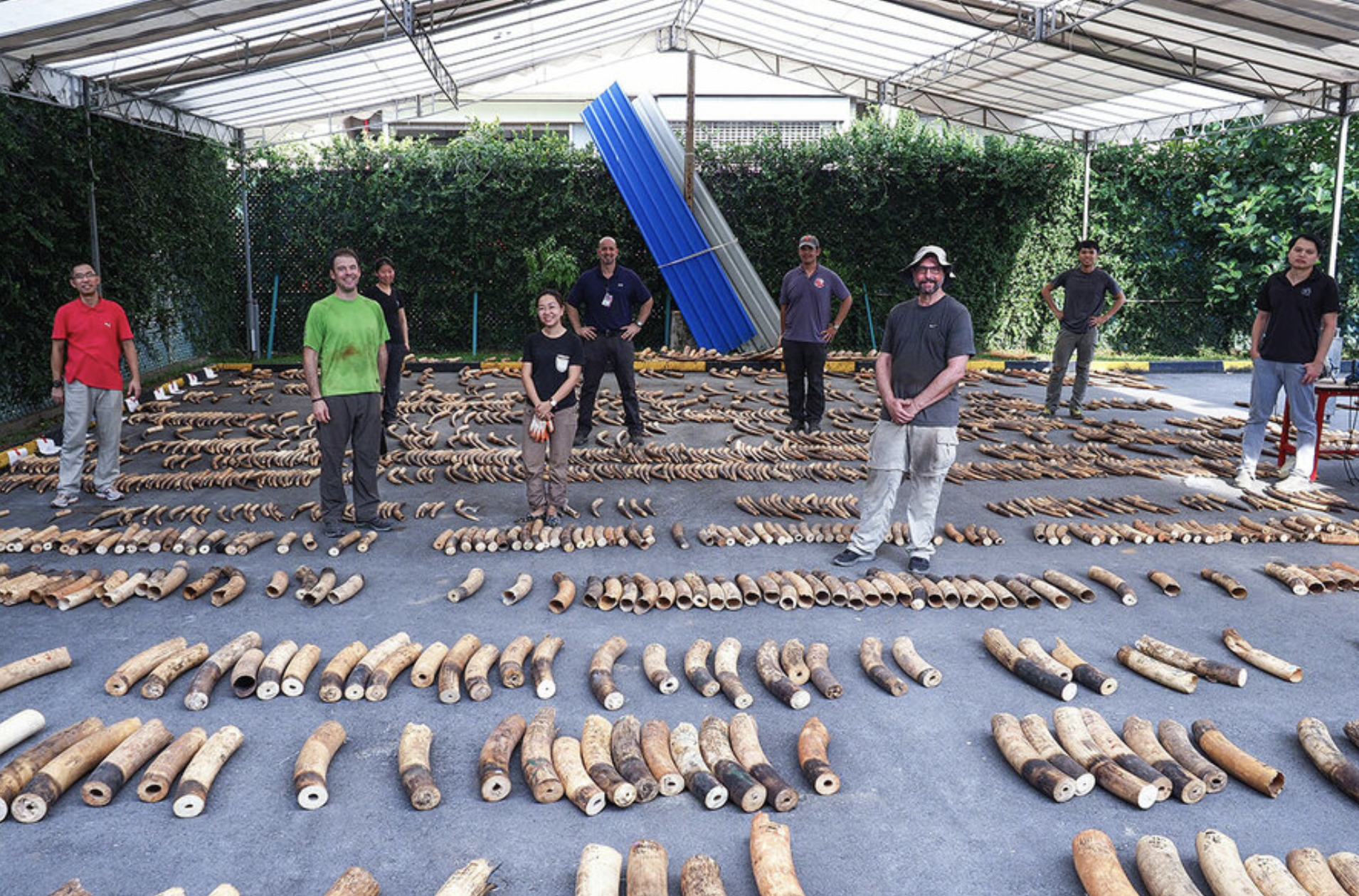 Game changer: How Sam Wasser became the ivory detective