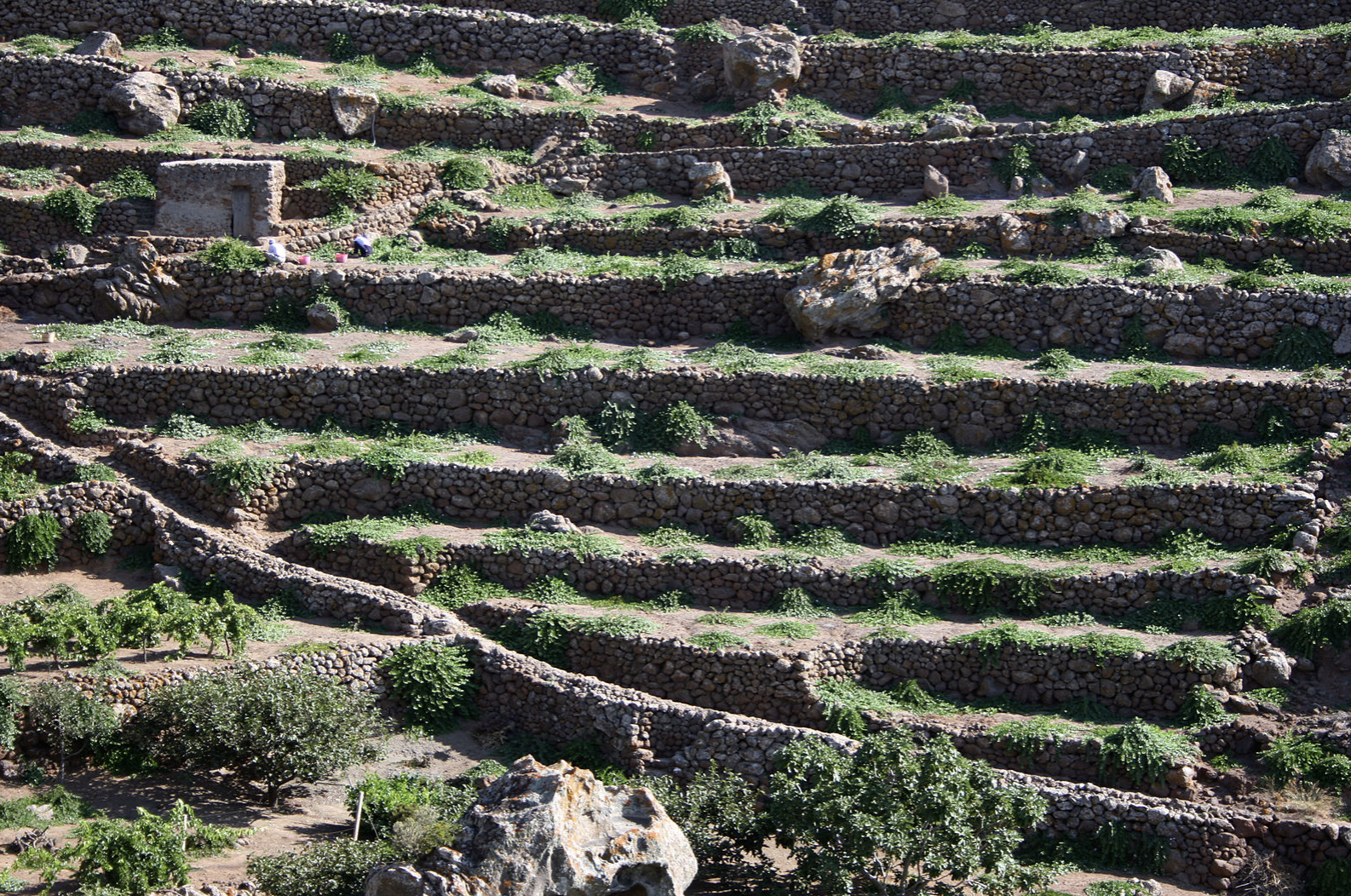 Could This Ancient Farming Technique Be a Climate Solution?