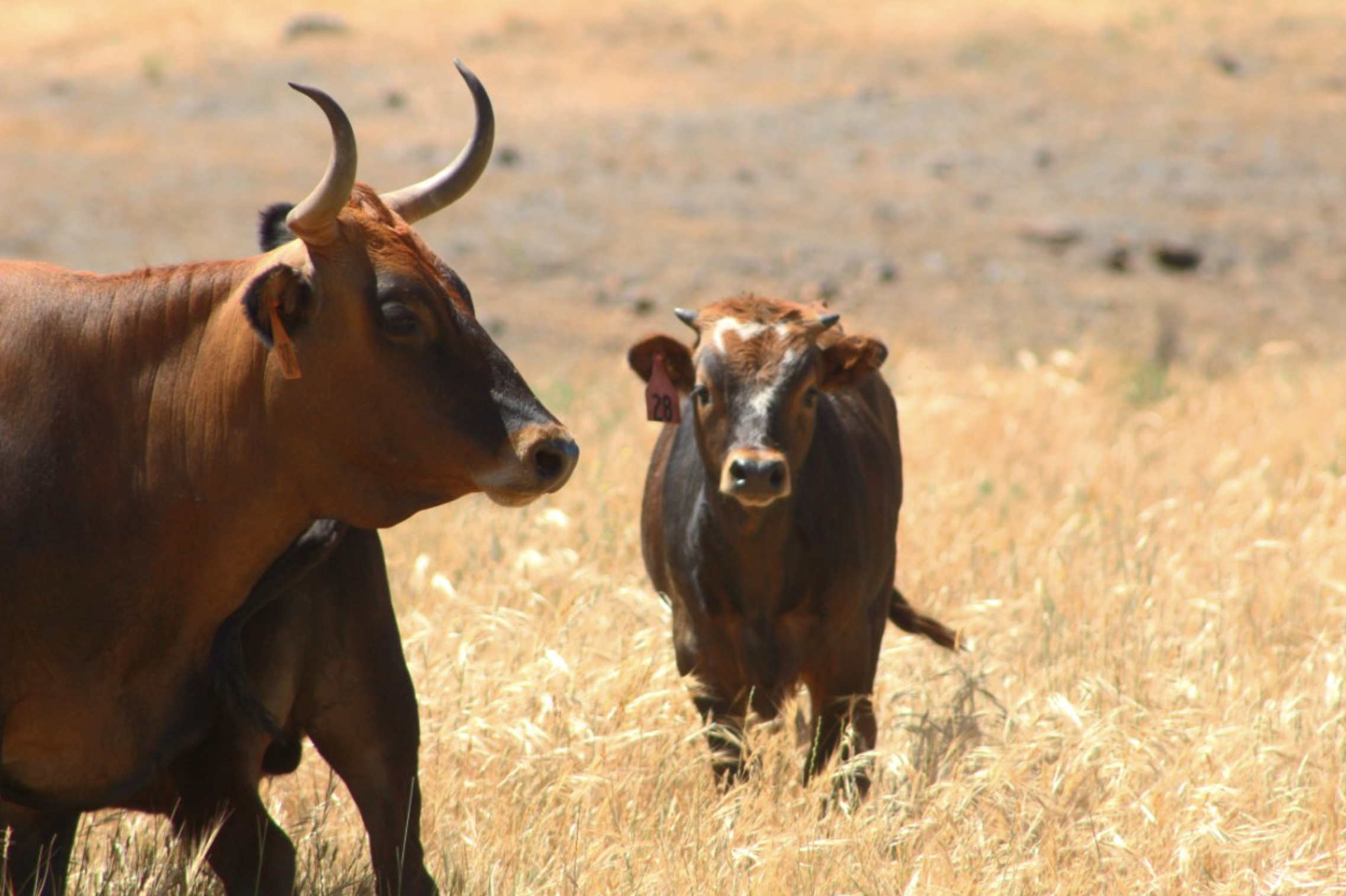 Are Criollo Cattle a Regenerative Solution to a 1,200-Year Megadrought?