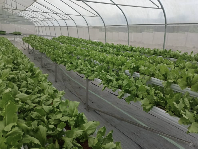 Soilless Farming to the Rescue. How to Boost Agriculture Without Hurting Forests