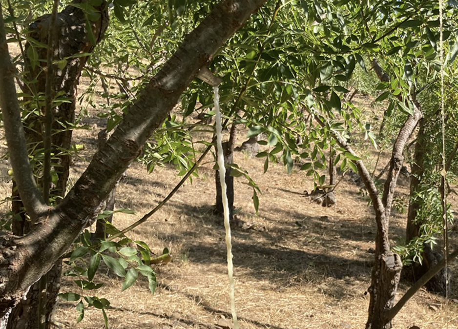 The Return Of Sicily's "White Gold"