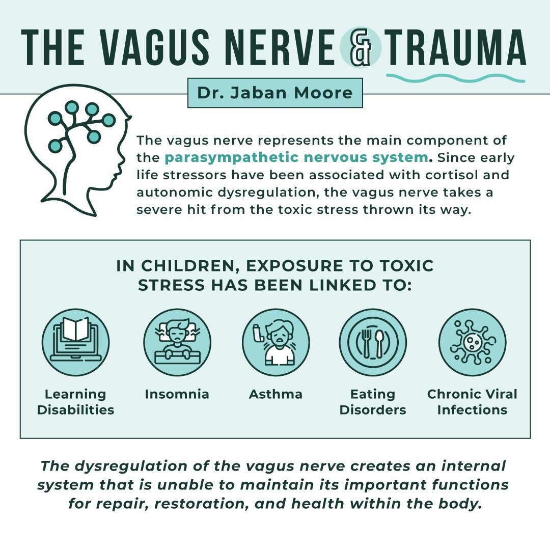 The vagus nerve represents the main component of the parasympathetic nervous system, which oversees a vast array of crucial bodily functions, including control of mood, immune response, digestion, and heart rate. It establishes one of the connections