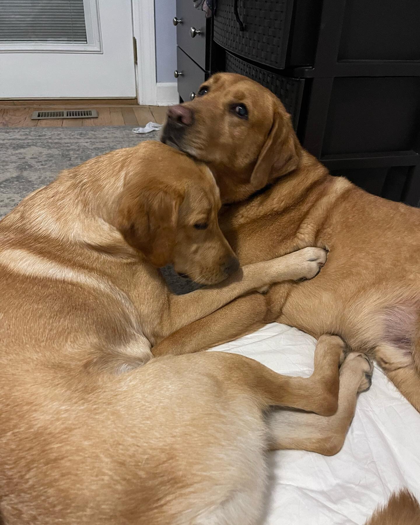 Hey there Red Lab fans! 

It&rsquo;s been a minute since you&rsquo;ve heard from us! 

We&rsquo;ve been taking a much needed break from social media but will be back in action in early July. 

Peace and love,

Mariana, Walter and Rosie 

#RedLabMarke