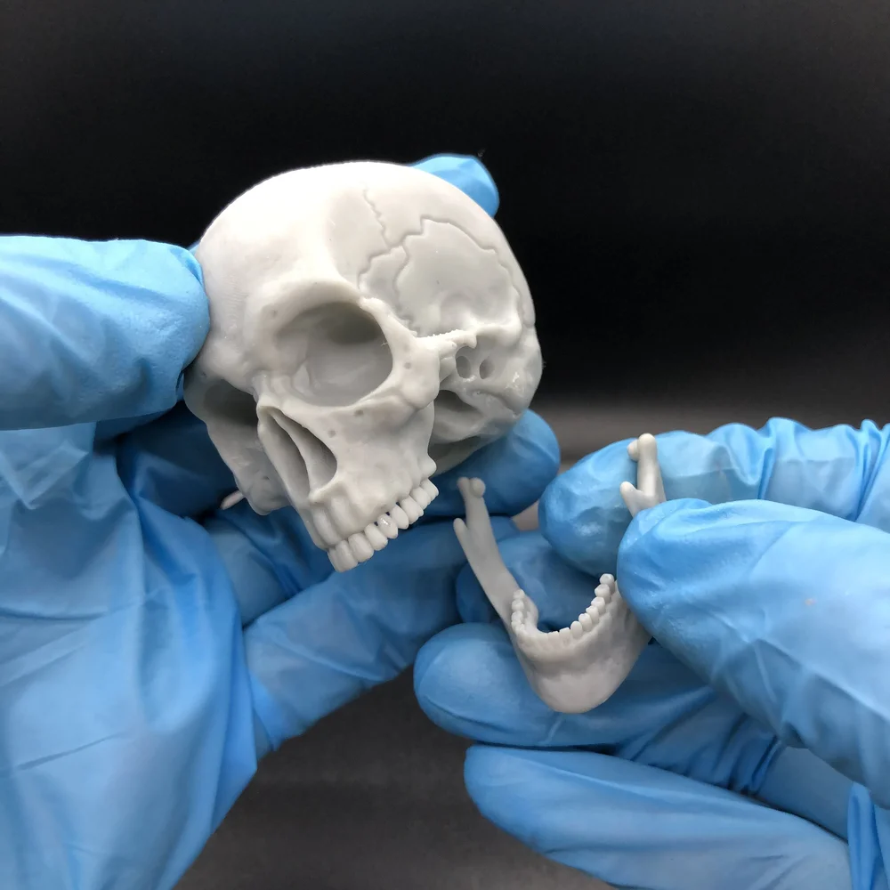 Articulated Skull - Zbrush/Resin 3DPrint