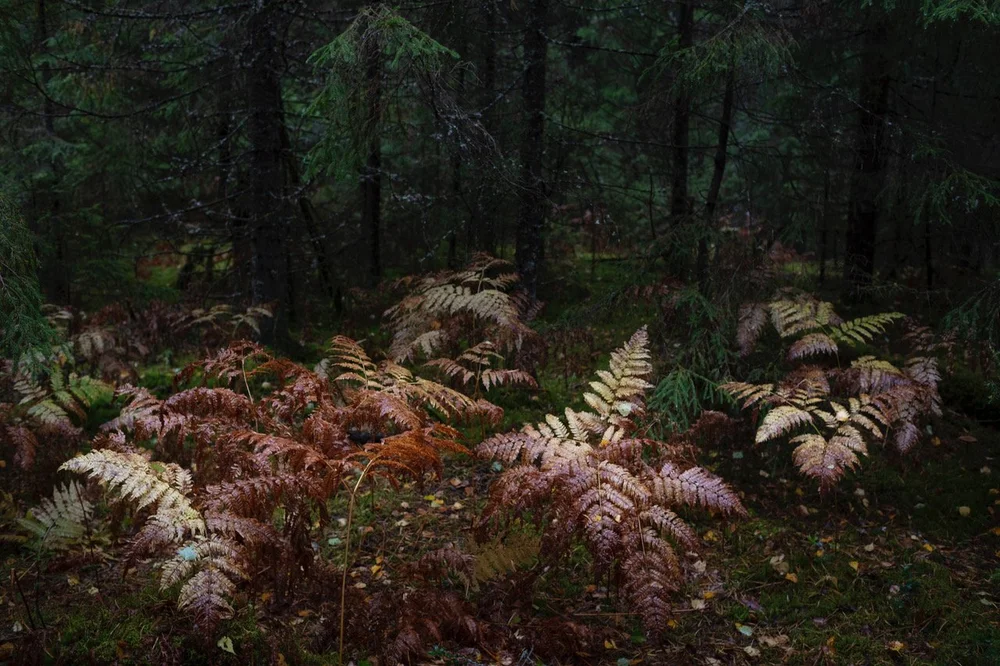  Ferns, Alekhovshchina, Russia, 2018 