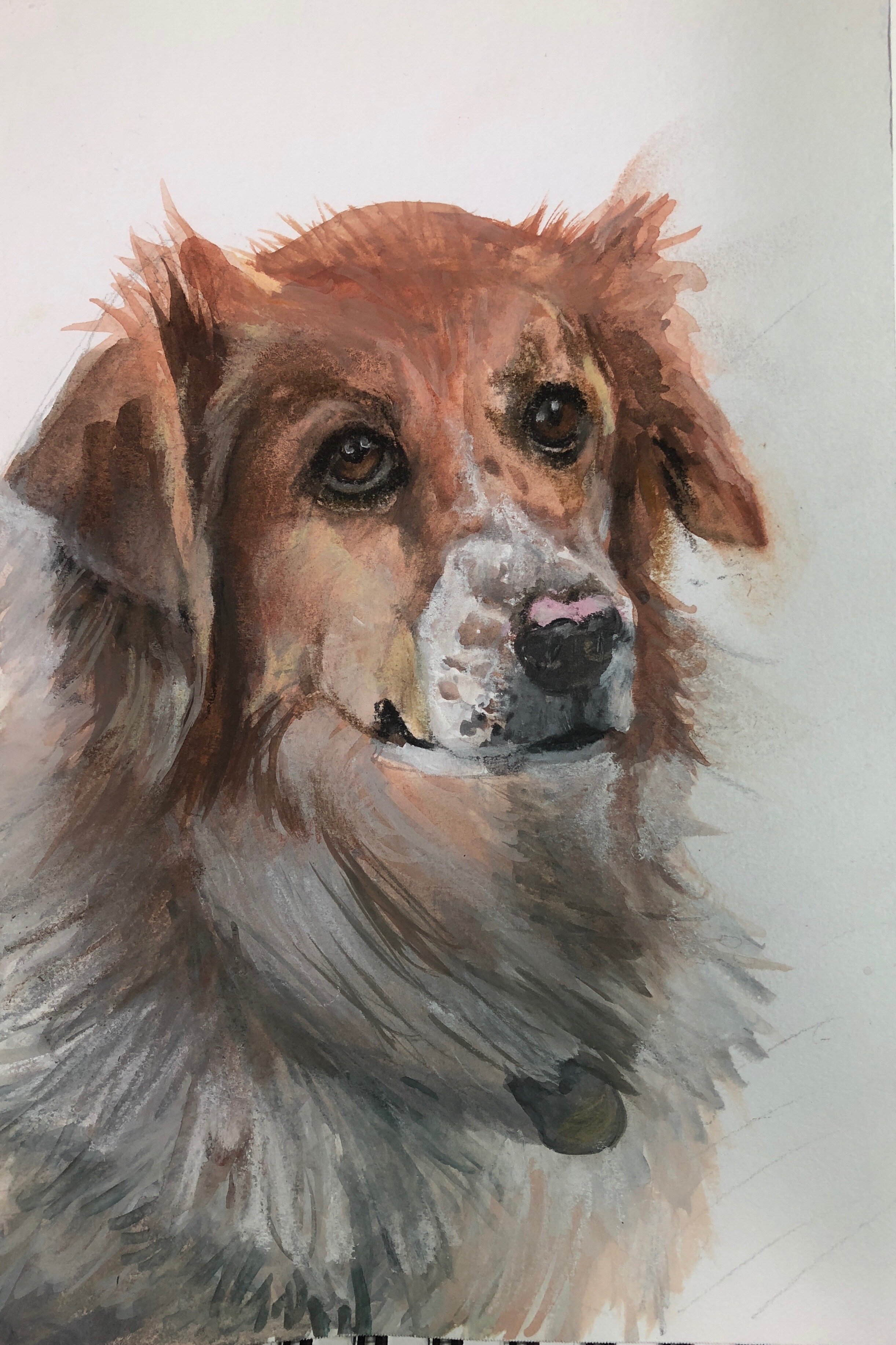   Bailey  Watercolor and chalk pastel on paper 8x6 inches 