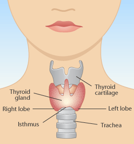 Thyroid Assessment - Basic Screening