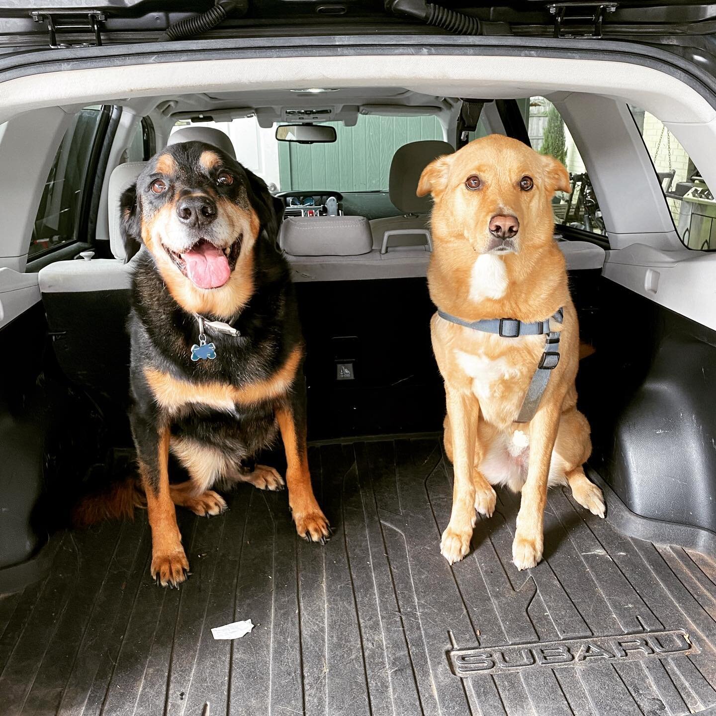 Dropped the #bestboys off for a bath. Who wants a treat? 
#goodboy #subaru #dogsofinsta