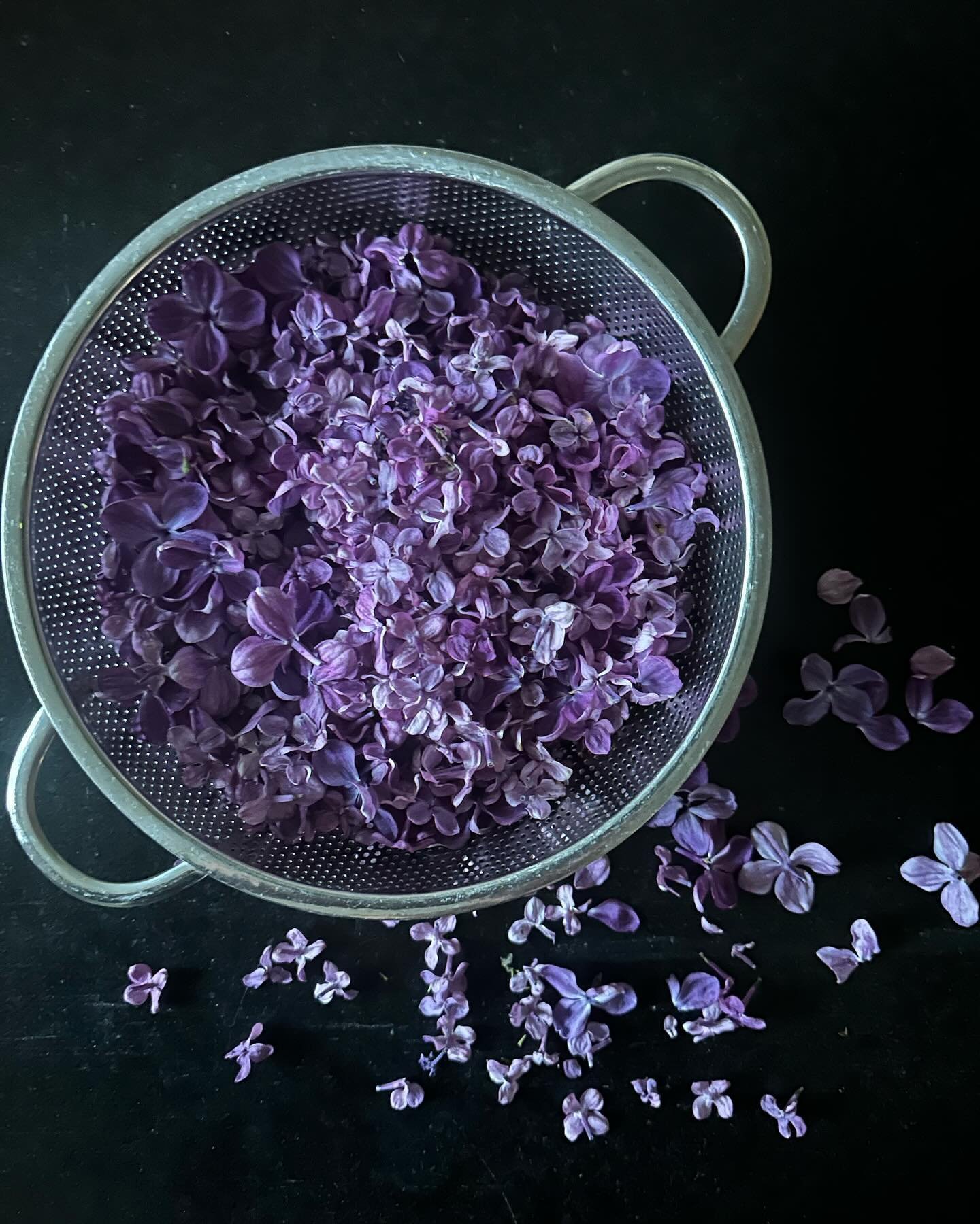 ✨💜✨

The beginnings of &hellip;.

✨Lilac Syrup✨

Small Batch . Custom Made. Seasonal. 

This weekend @rappcofarmersmarket Opening Day for our 2024 Market Season &hellip; 

✨THIS Saturday 4.27 ✨

See You at Market !!!!

✨✨✨

#flourishroot #flowering 