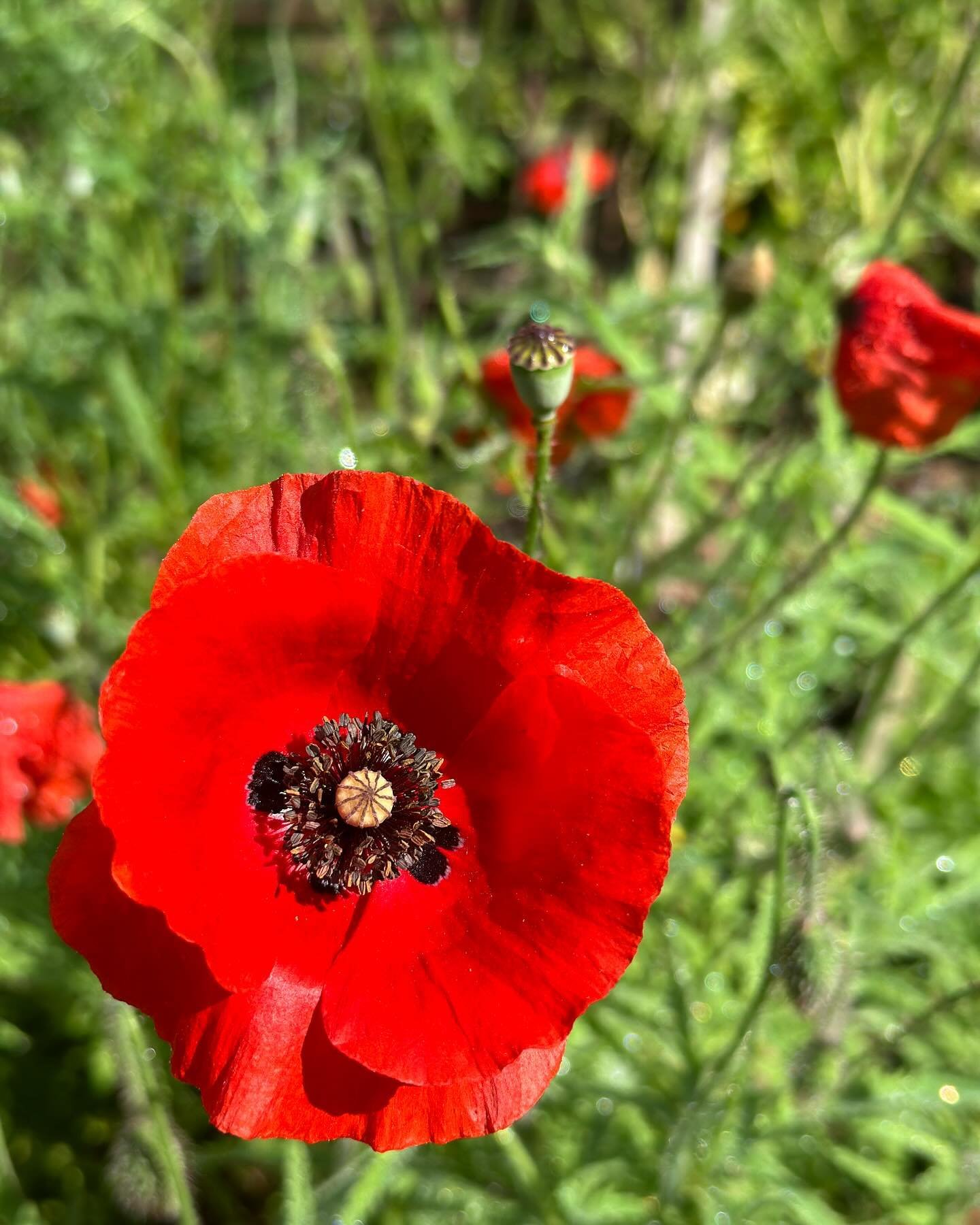 In Flanders Fields

In Flanders fields the poppies blow
Between the crosses, row on row,
 That mark our place; and in the sky
  The larks, still bravely singing, fly
Scarce heard amid the guns below.

We are the Dead. Short days ago
We lived, felt da