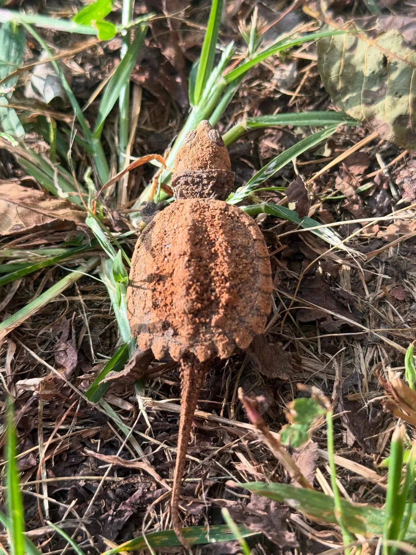 ✨🐢✨

Because&hellip; Some days &hellip;
You just need a baby turtle &hellip; 🤎

✨✨✨
#flourishroot #outandabout #babyturtle #baby #snappingturtle #nest #hatch #somanybabies #turtlelove #wonders