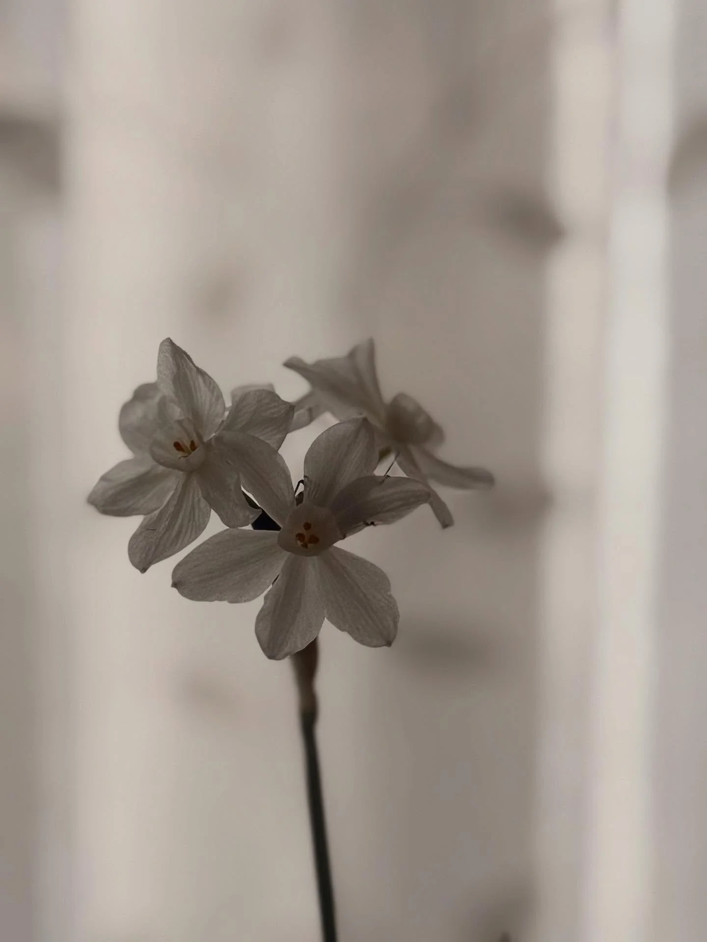 ✨🙌✨

Happy Nollaig na mBan ✨

Women&rsquo;s Christmas ✨

✨🇮🇪✨

#flourishroot #nollaignamban #womenschristmas