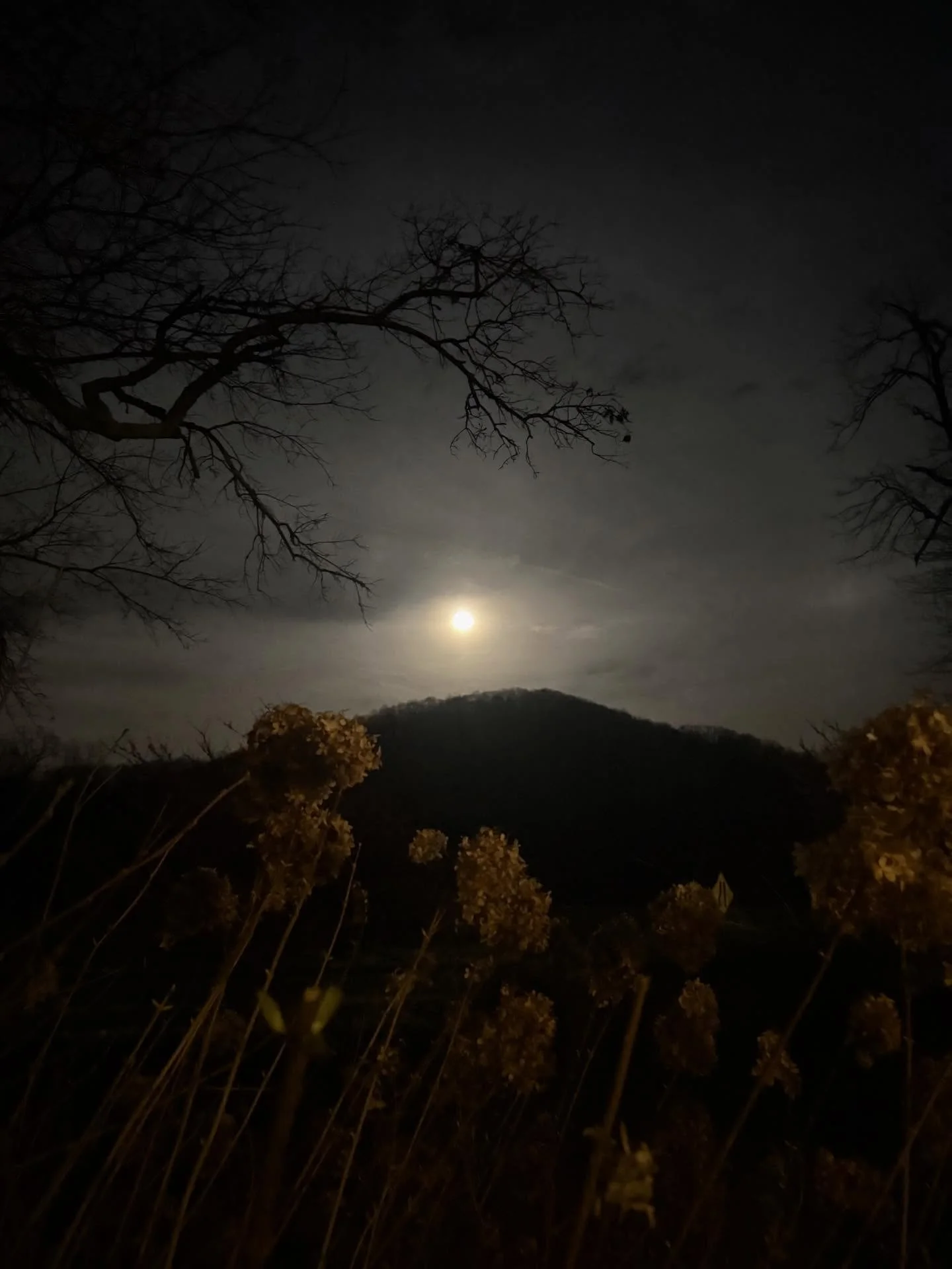 ✨🌕✨

moon magic &hellip;

✨✨✨

#flourishroot #moon #magic