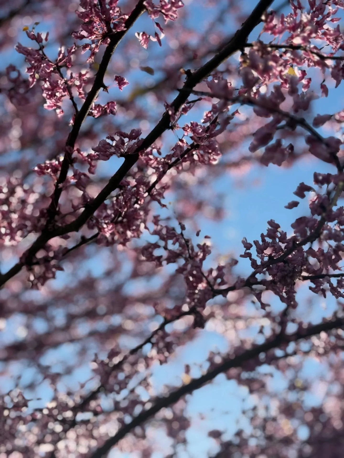 ✨🌳✨

&ldquo; Once-ler, &ldquo;now that you&rsquo;re here, the word of the Lorax seems perfectly clear. UNLESS someone like you cares a whole awful lot, nothing is going to get better. It&rsquo;s not. &ldquo;

&mdash; Dr. Seuss, The Lorax

✨🌳✨

#flo