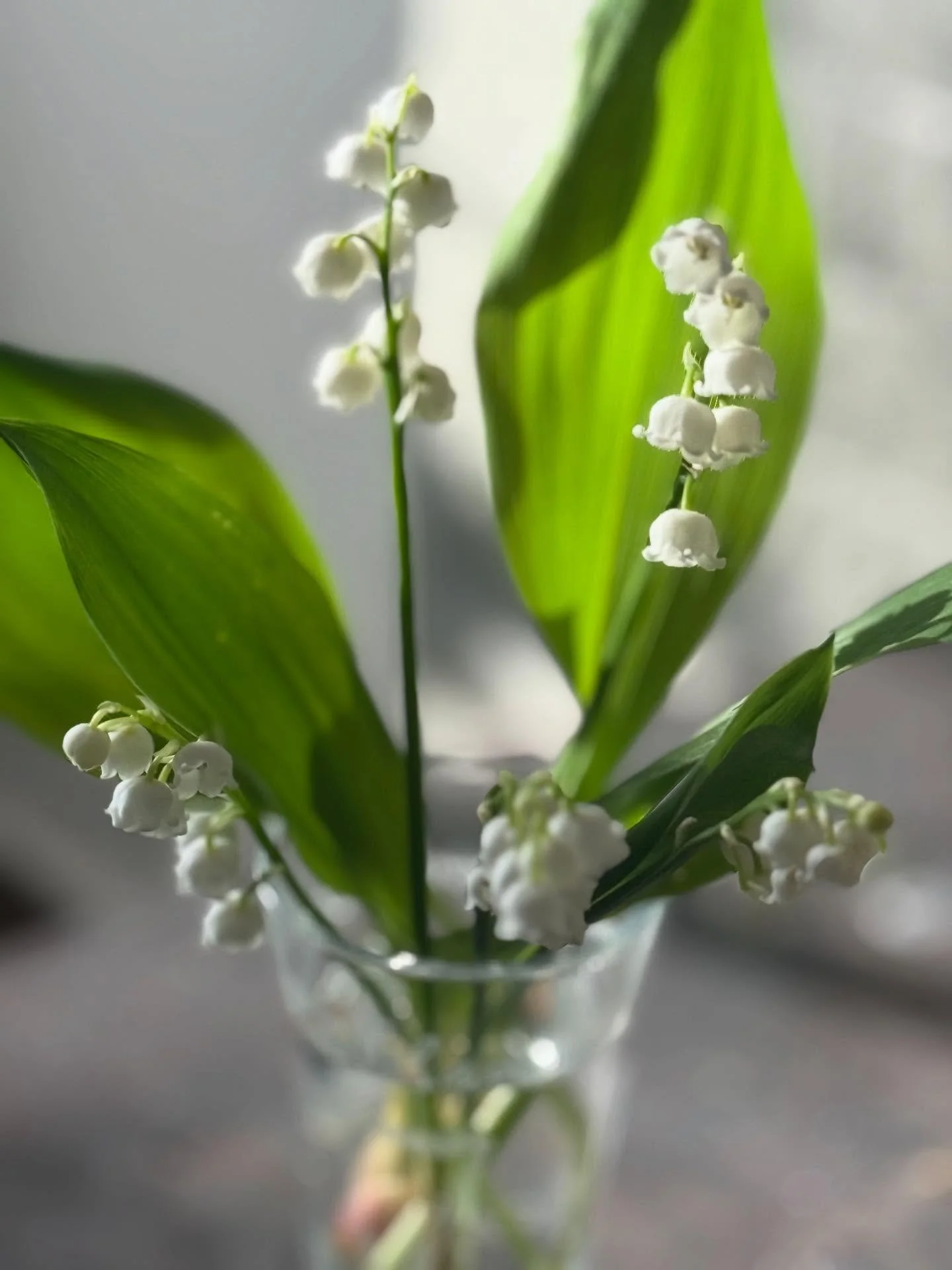 ✨💜✨

&ldquo;Just start by creating your day. Then create your life. &ldquo;

&mdash; Prince 

✨✨✨
#flourishroot #lilyofthevalley #prince