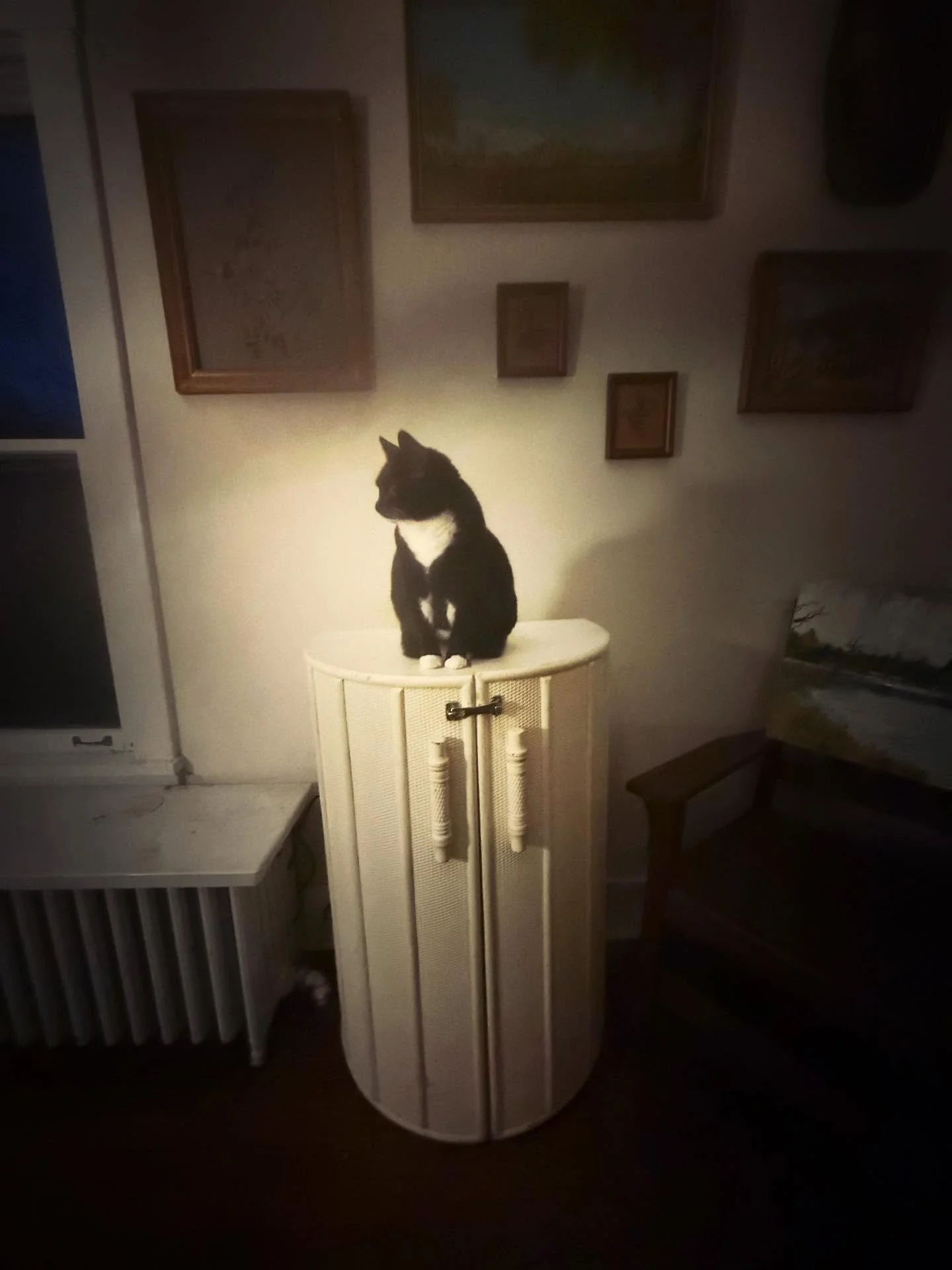 ✨🖤🤍✨

Junie &hellip; Junebug &hellip; Juniebugbug &hellip; ✨

You left us today &hellip; 
So very suddenly &amp; unexpected &hellip; ✨

Our hearts and surroundings &hellip;
Are feeling very empty &hellip; ✨

You were a gem full of sass, love, nearn
